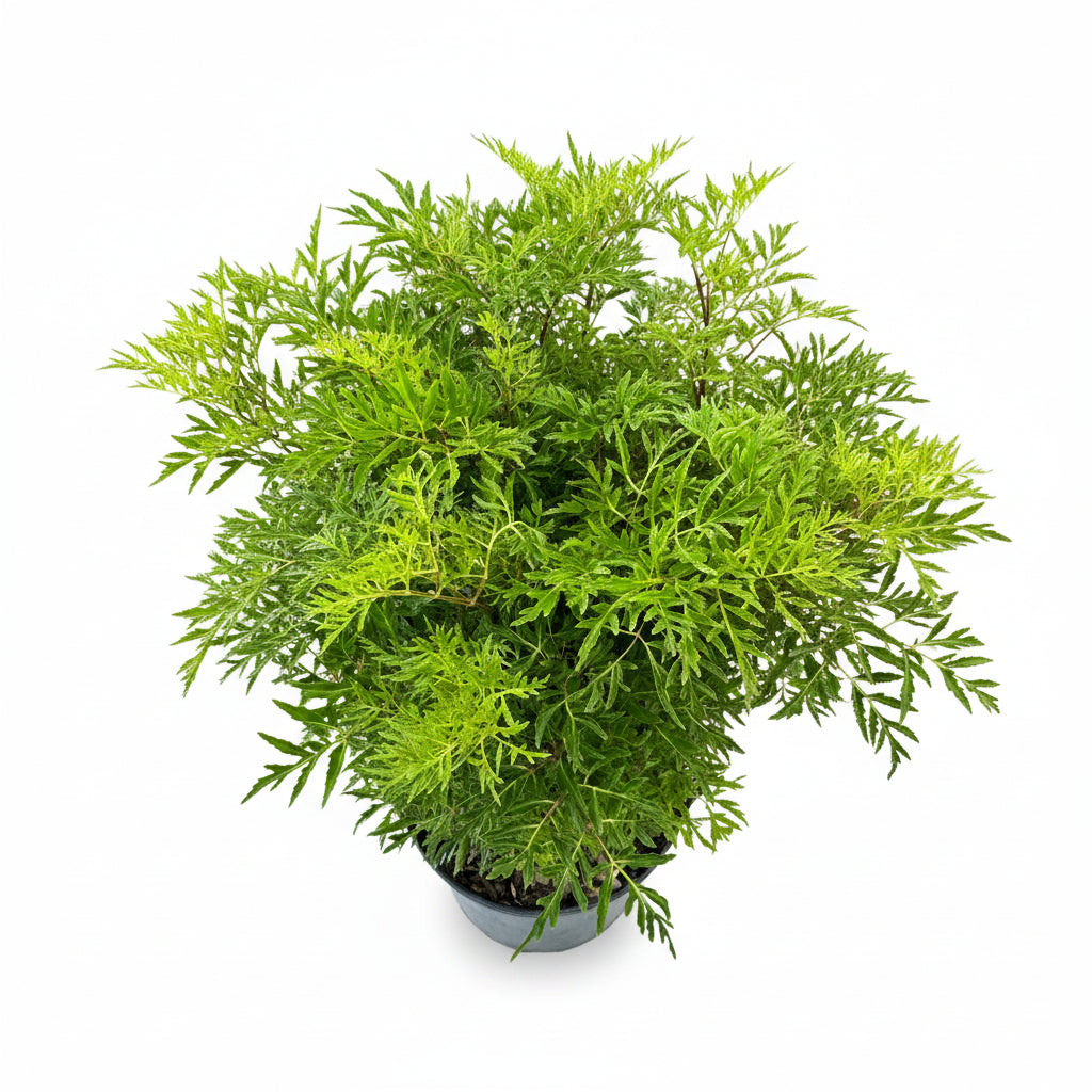 Aralia Hawaiian Ming, Polyscias Fruticosa (Ming Aralia) close up