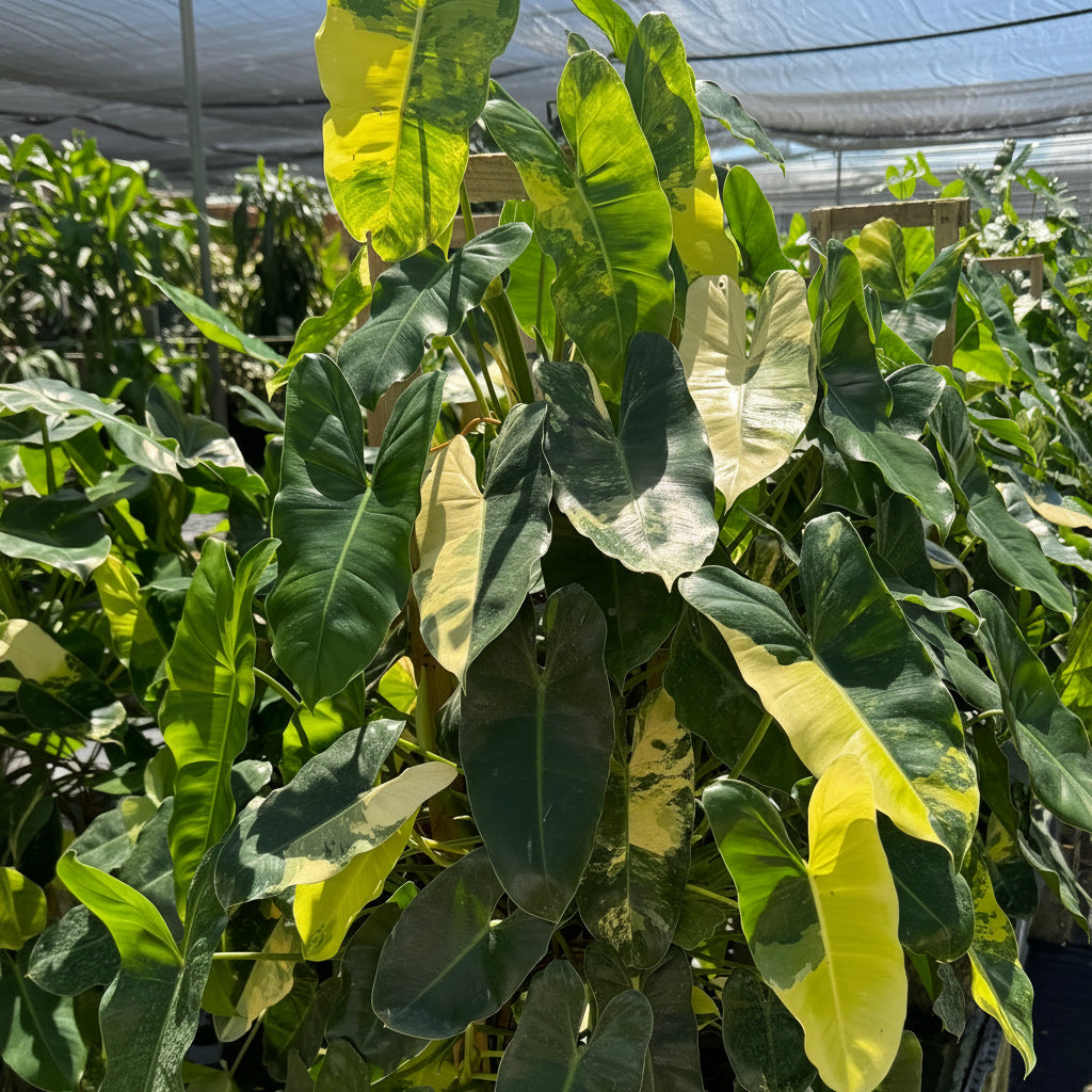 Philodendron Burle Marx Variegated plant with striking splashes of cream and yellow variegation on deep green
