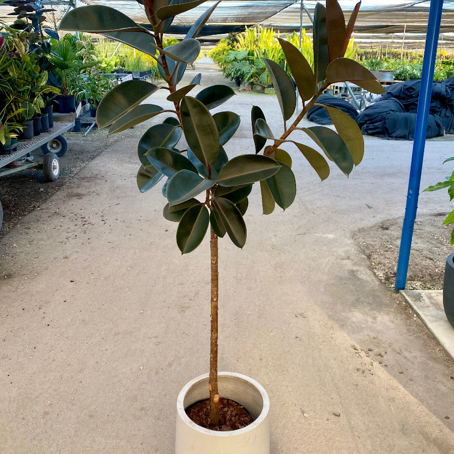 Ficus burgundy tree Potted rubber plant in a greenhouse setting