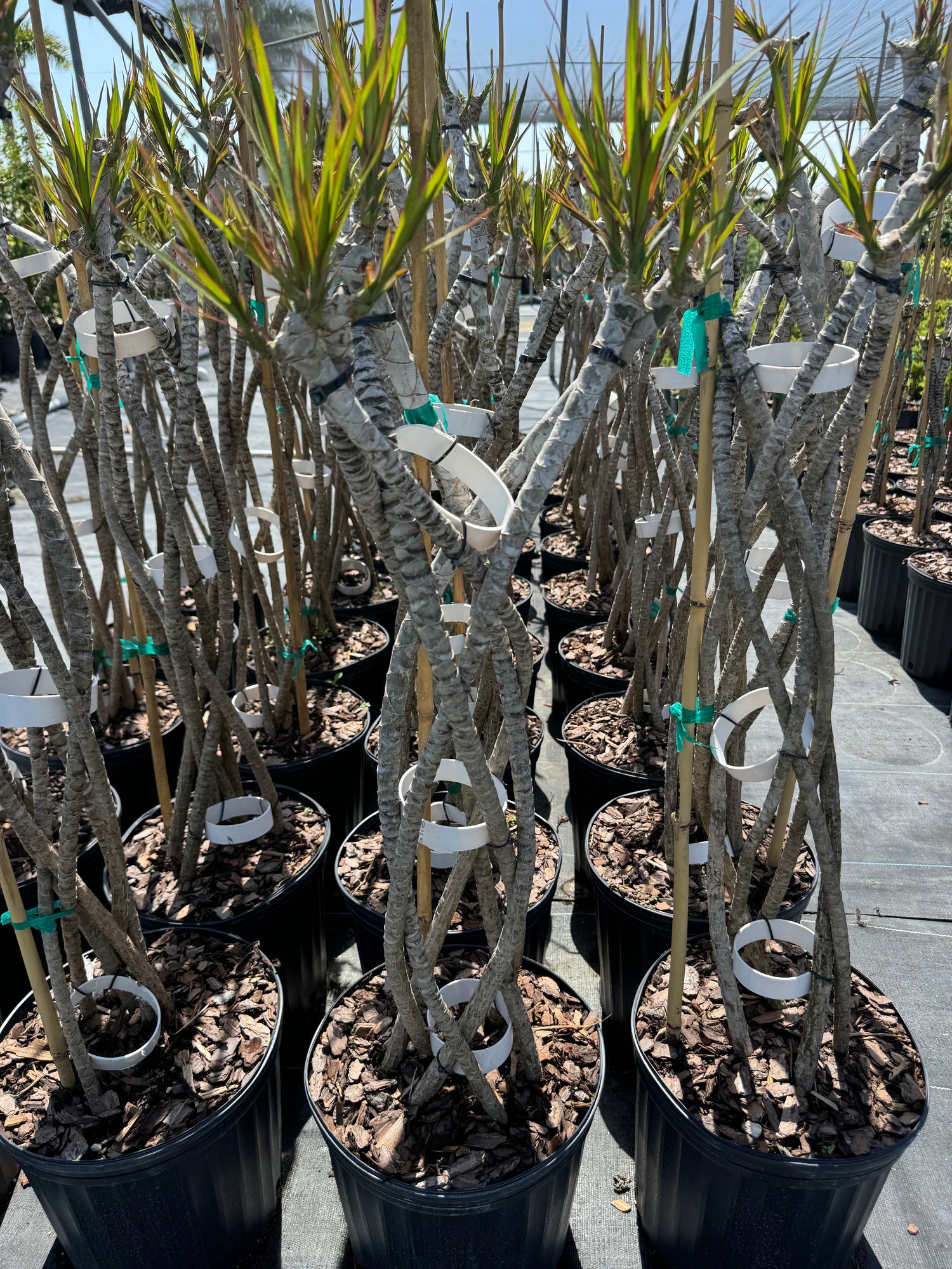 Dracaena Open Braided Magenta, Dragon Tree Open Braid Trunk