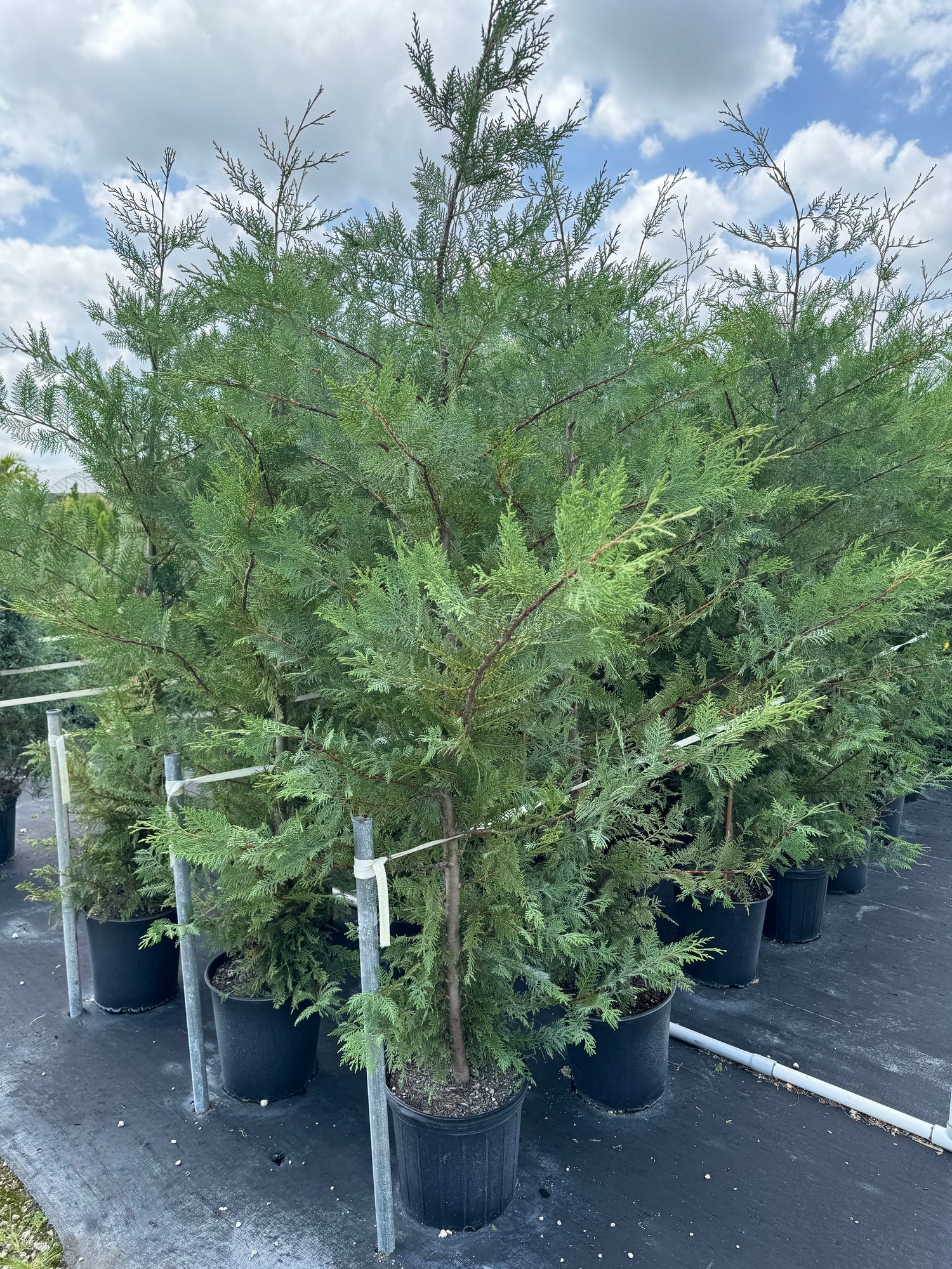 Murray Leyland Cypress, Cupressocyparis Leylandii