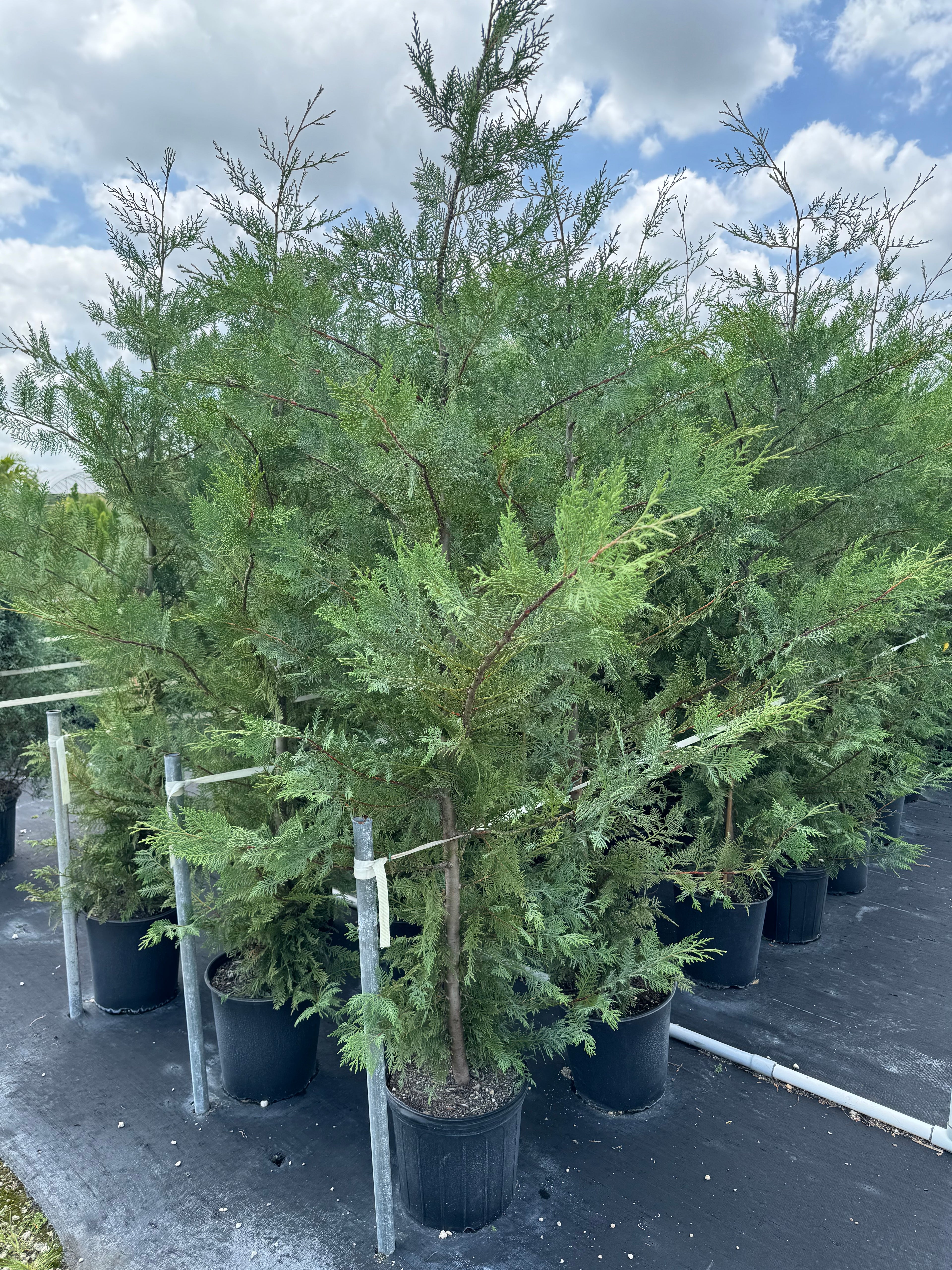 Murray Leyland Cypress, Cupressocyparis Leylandii