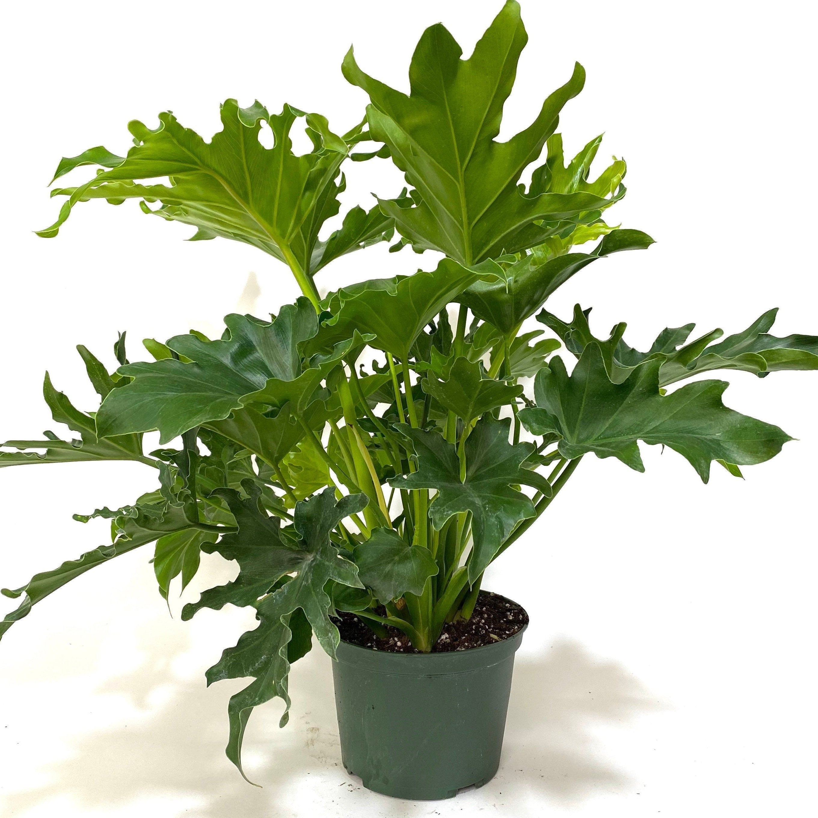 Philodendron Split Leaf Hope in a 6in pot with white back ground