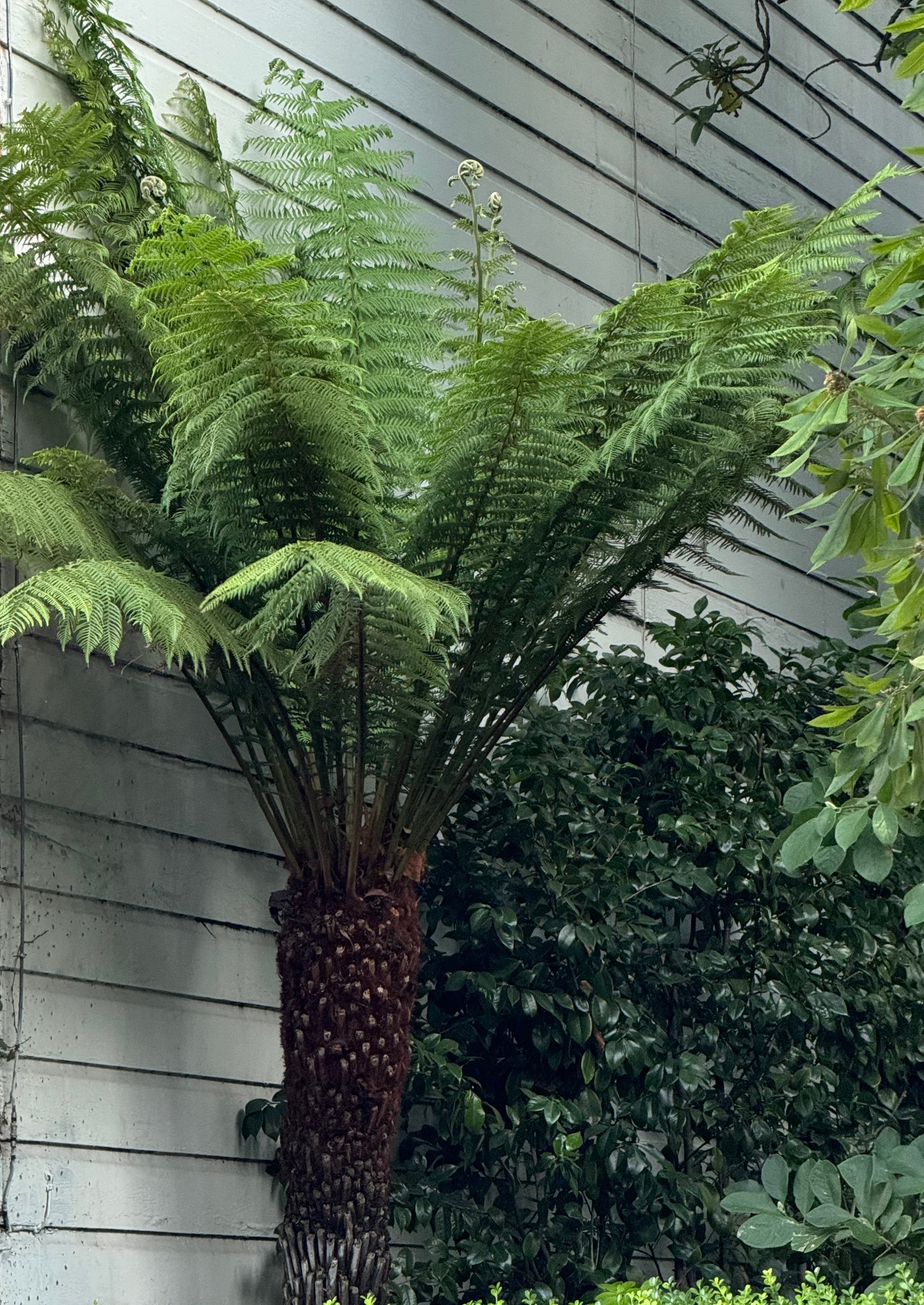 Australian Tree Fern, Alsophila Australis