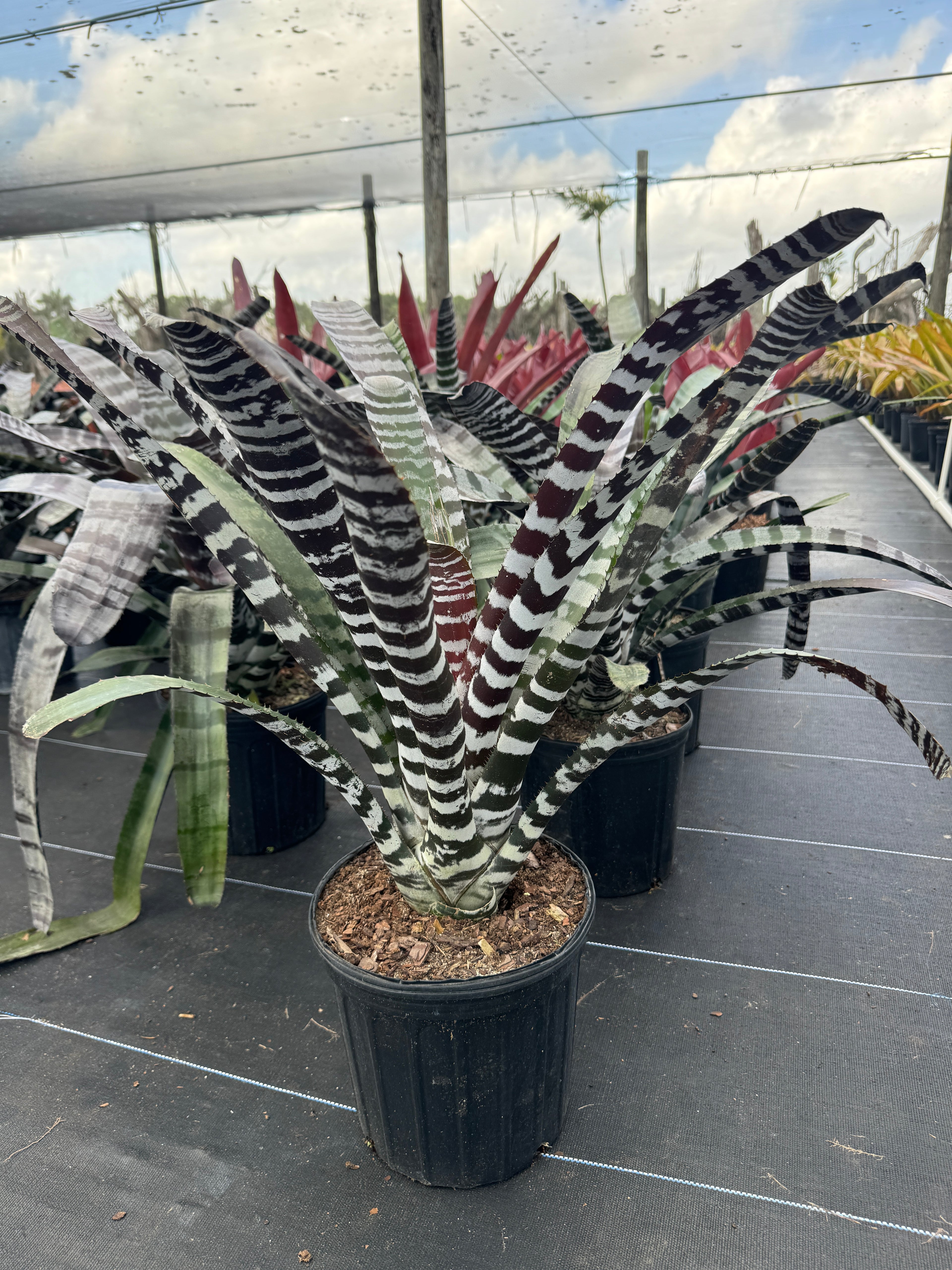 Bromeliad Aechmea Chantinii &