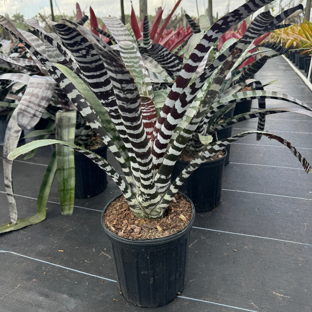 Bromeliad Aechmea Chantinii &