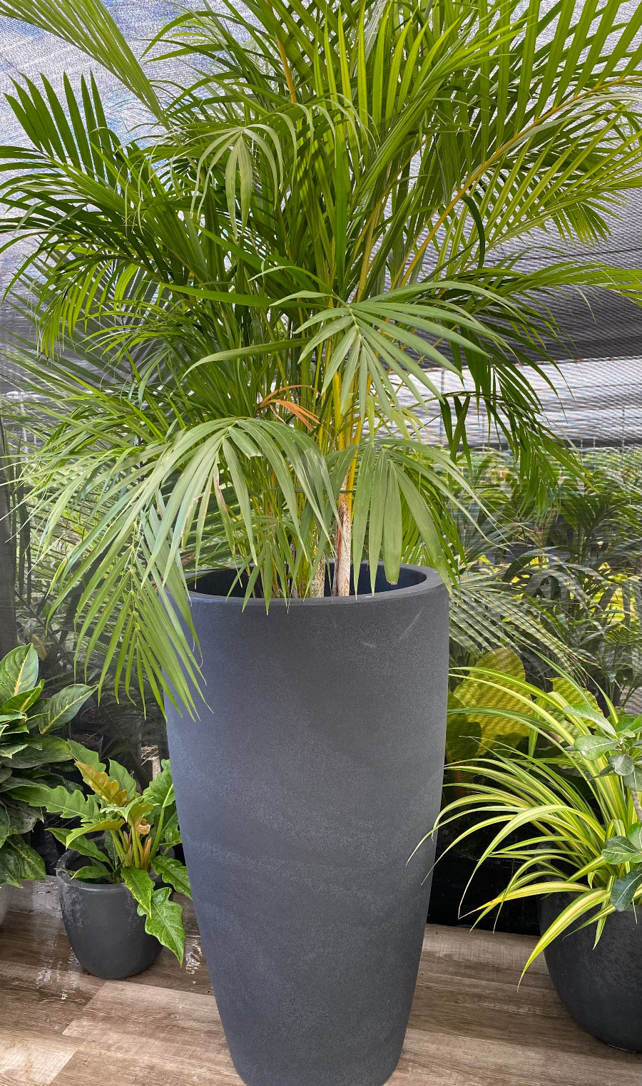 Large grey tapered cylinder planter with a palm plant
