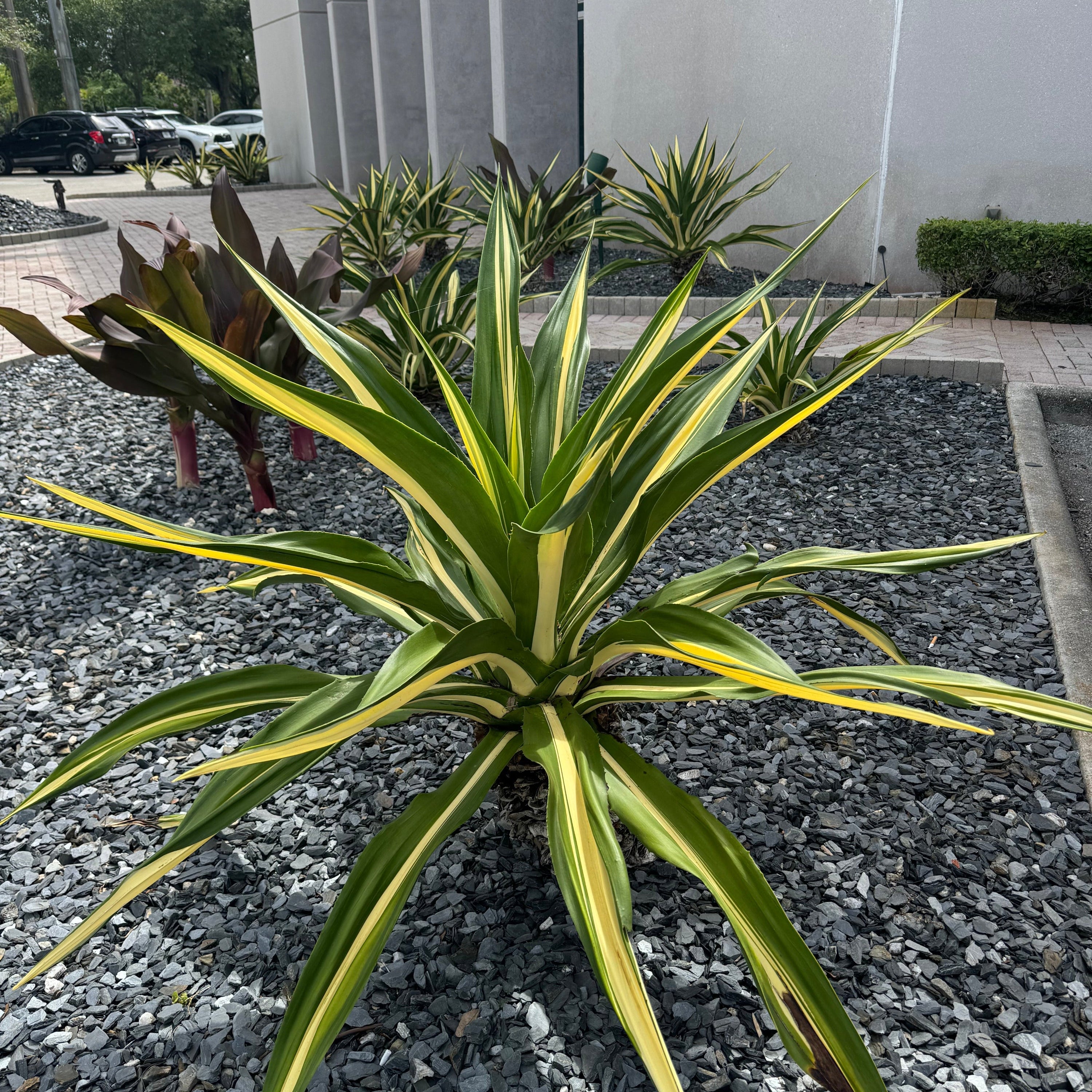 False Agave, Green Giant Variegated, Furcraea Foetida outside view