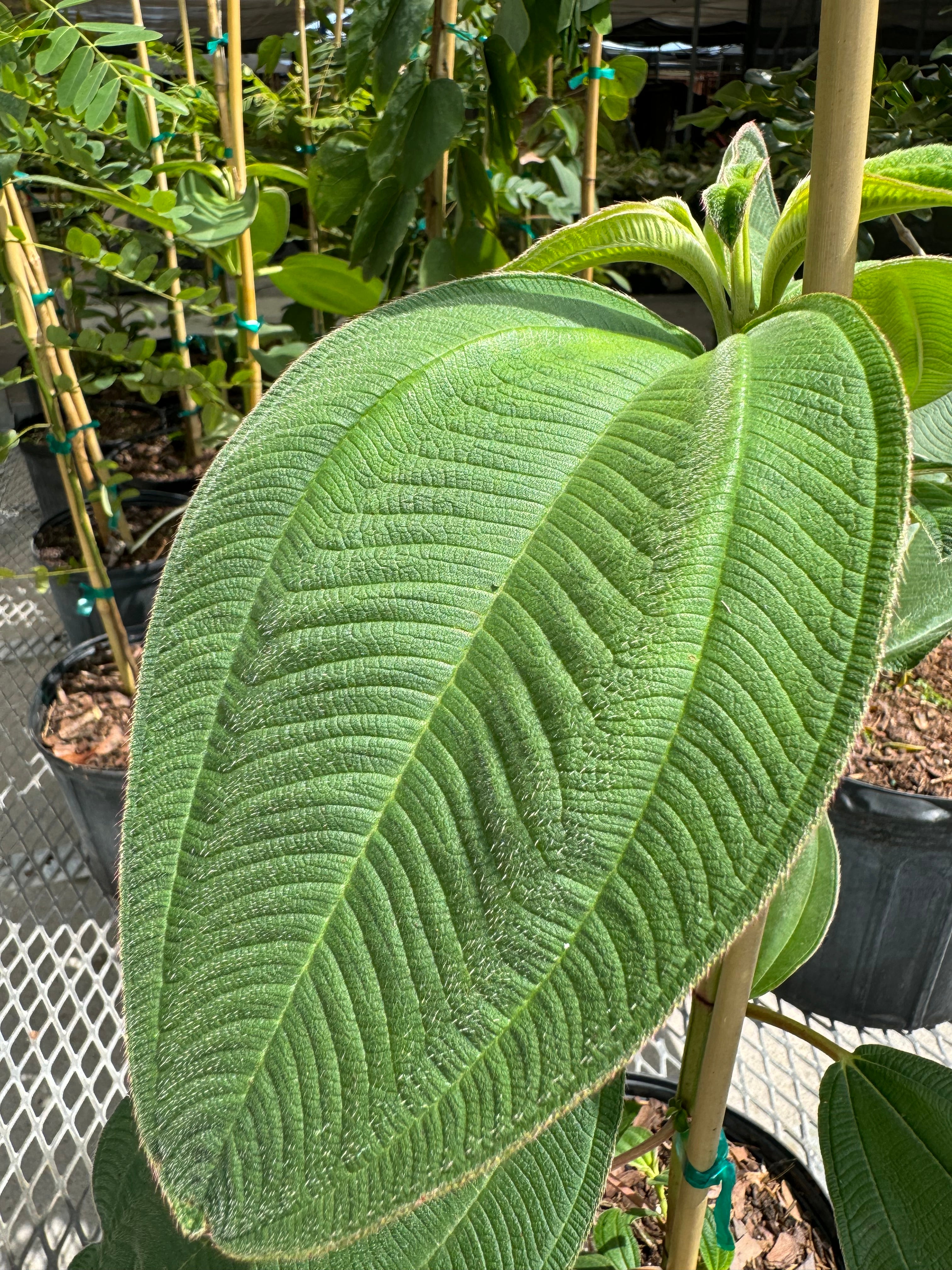 Tibouchina Grandifolia Large Leaf Princess Flowering Tree