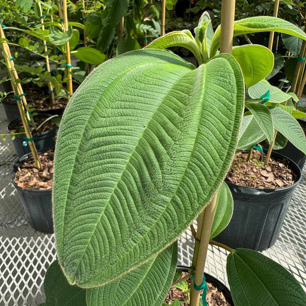Tibouchina Grandifolia Large Leaf Princess Flowering Tree close up of leaves