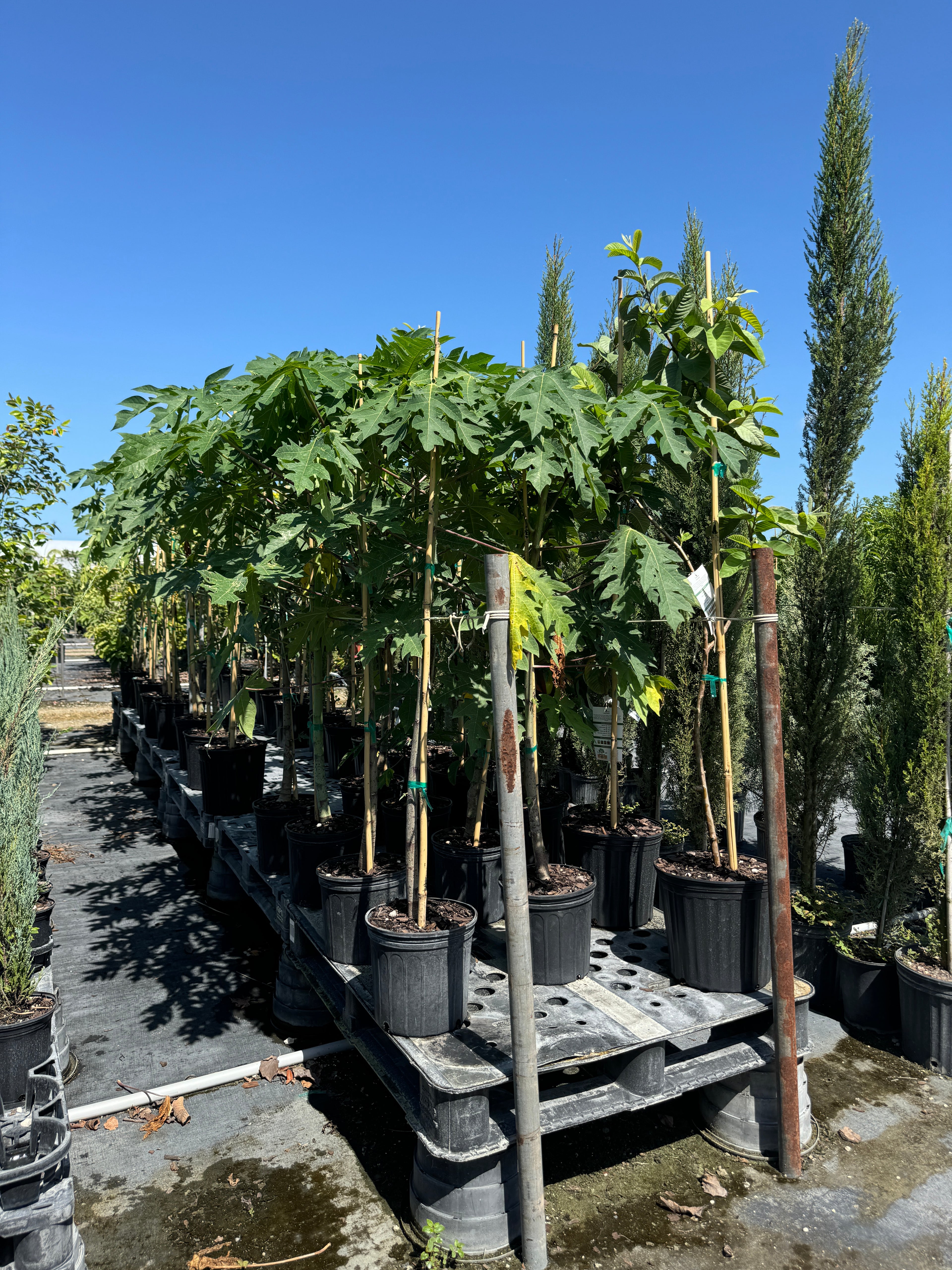 Papaya Red Lady Carica Pawpaw Fruit Tree