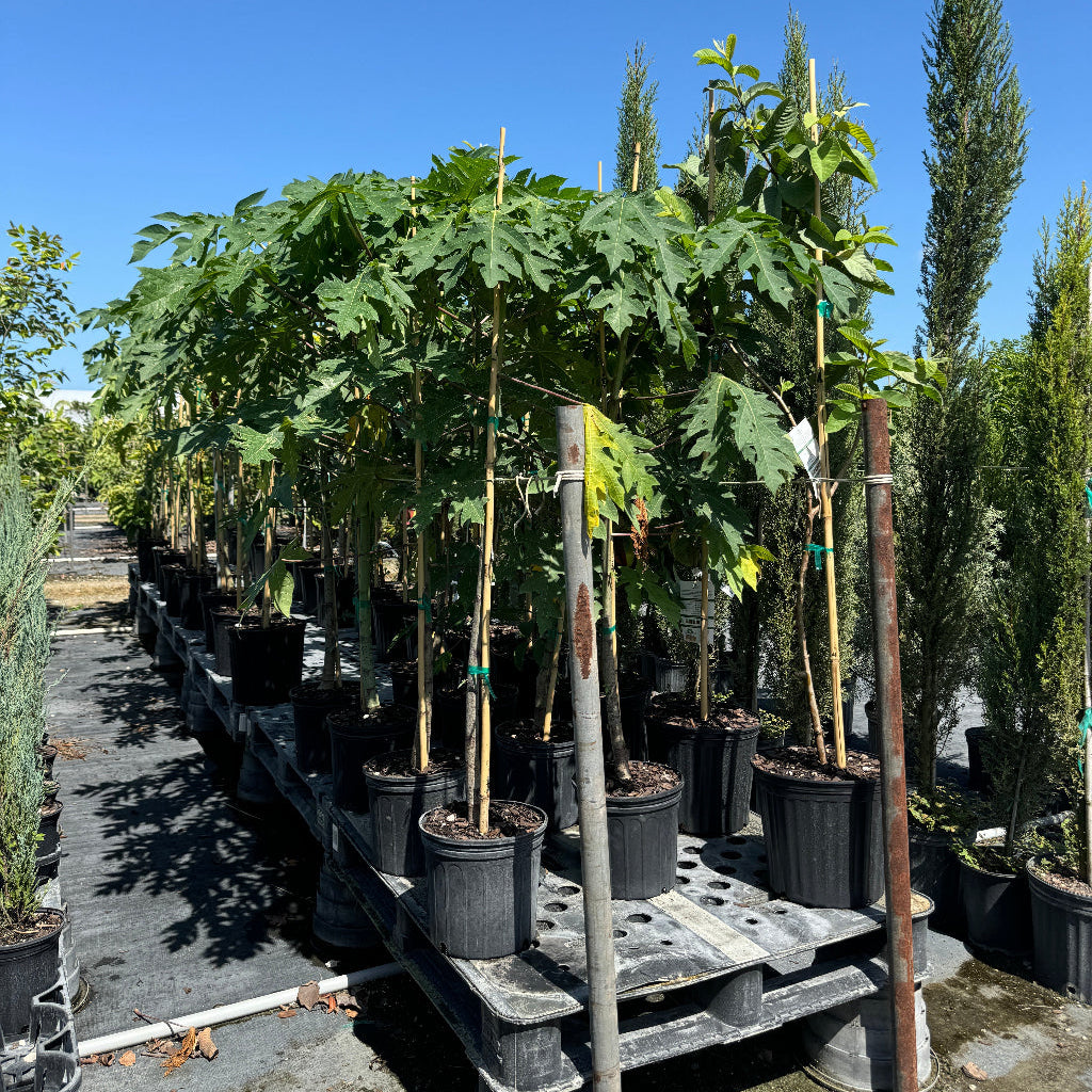 Young Papaya Dwarf TR Hovey, Carica Pawpaw Fruit tree&