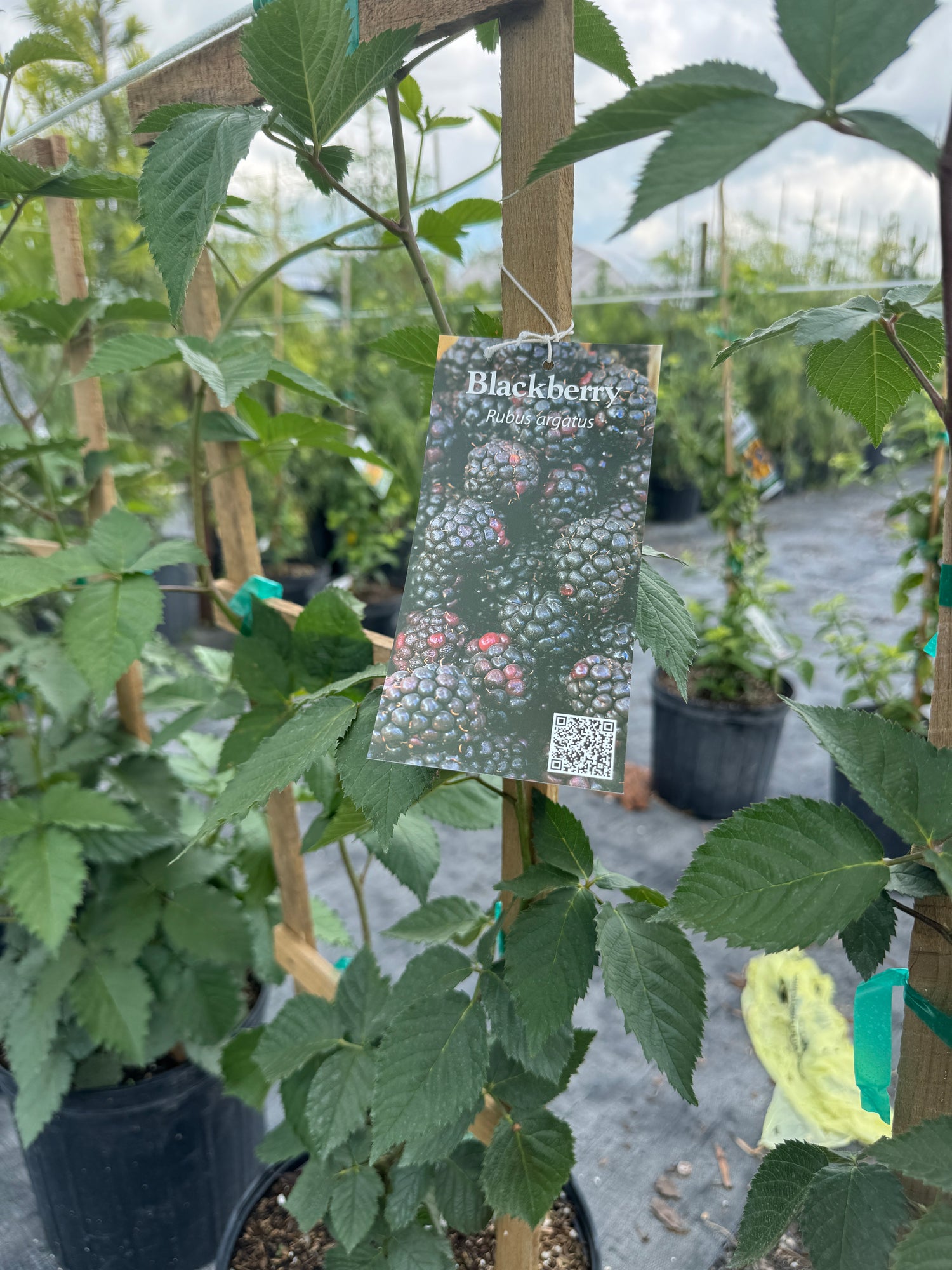 Thornless Blackberry Arapaho, Fruit Tree, Rubus fruticosus