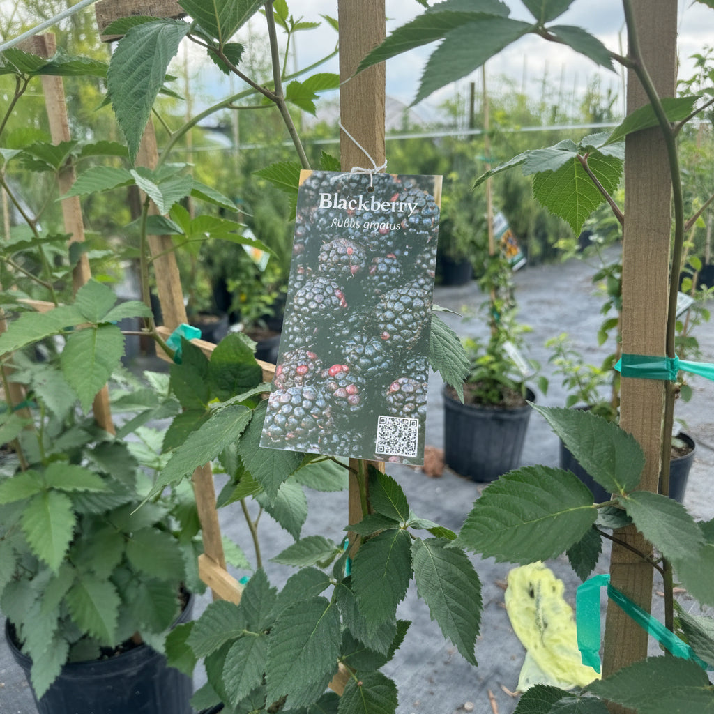 A Blackberry (Rubus glaucus) plant in a nursery pot with green leaves and a product tag