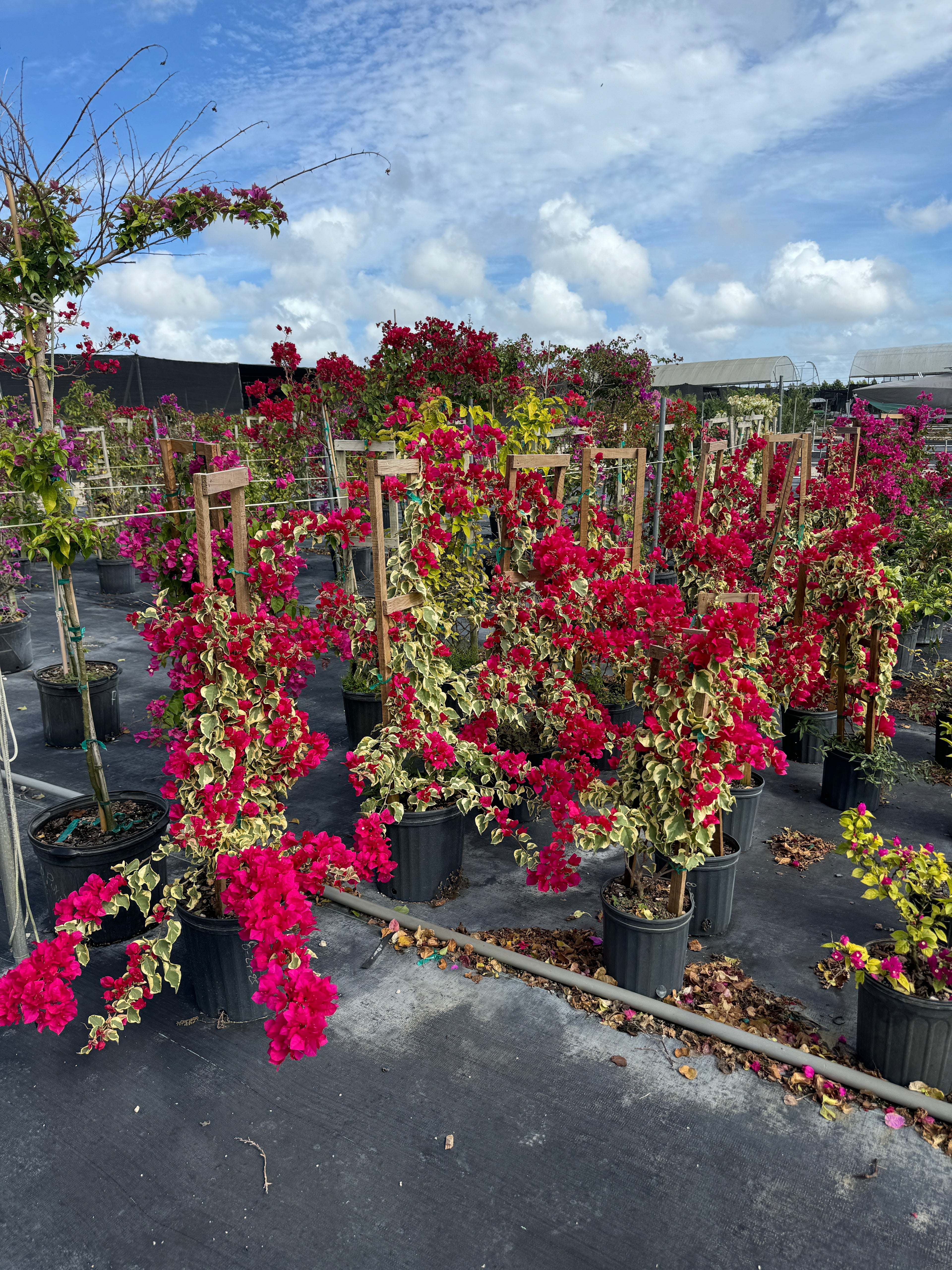 Bougainvillea Variegated Red Flower Tree in Trellis, Raspberry Ice Flowering Tree