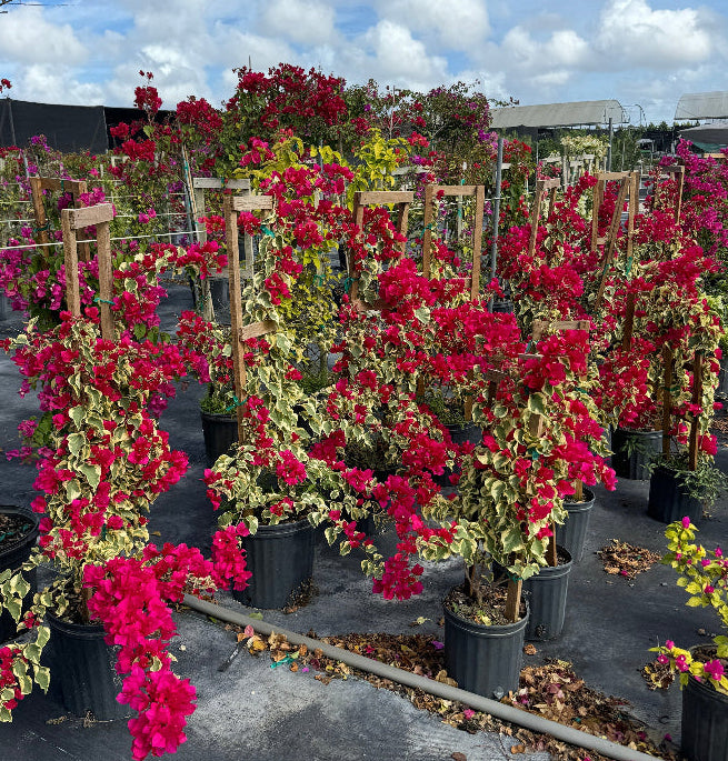 Bougainvillea Variegated Red Flower Tree in Trellis, &