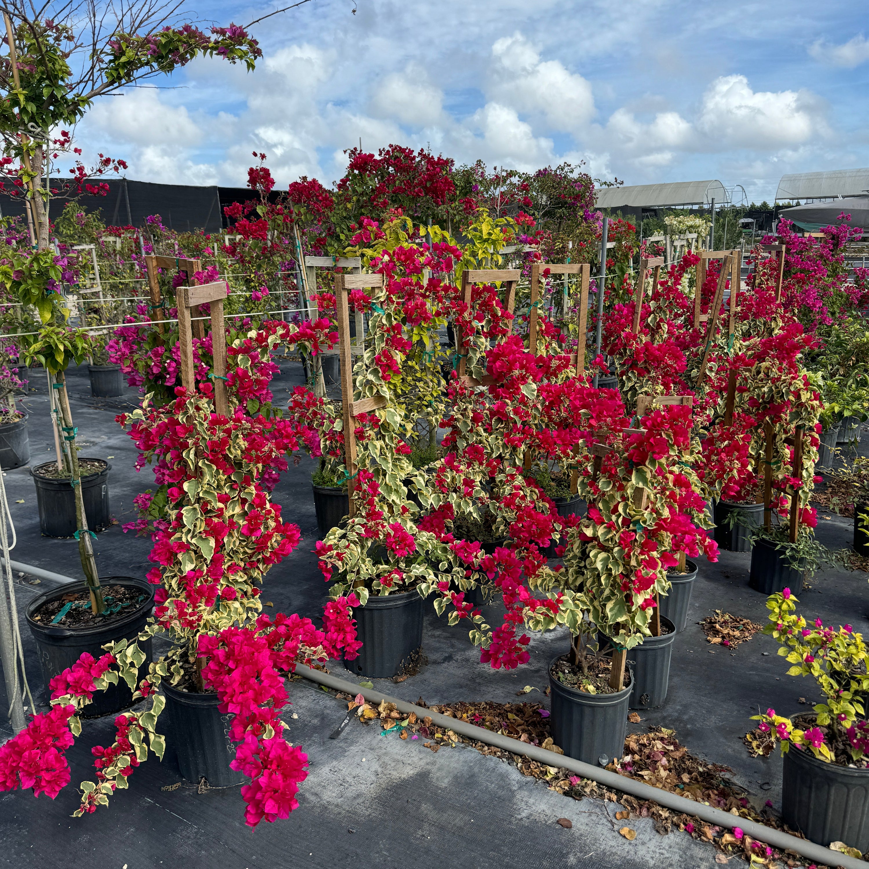 Bougainvillea Variegated Red Flower Tree in Trellis, &