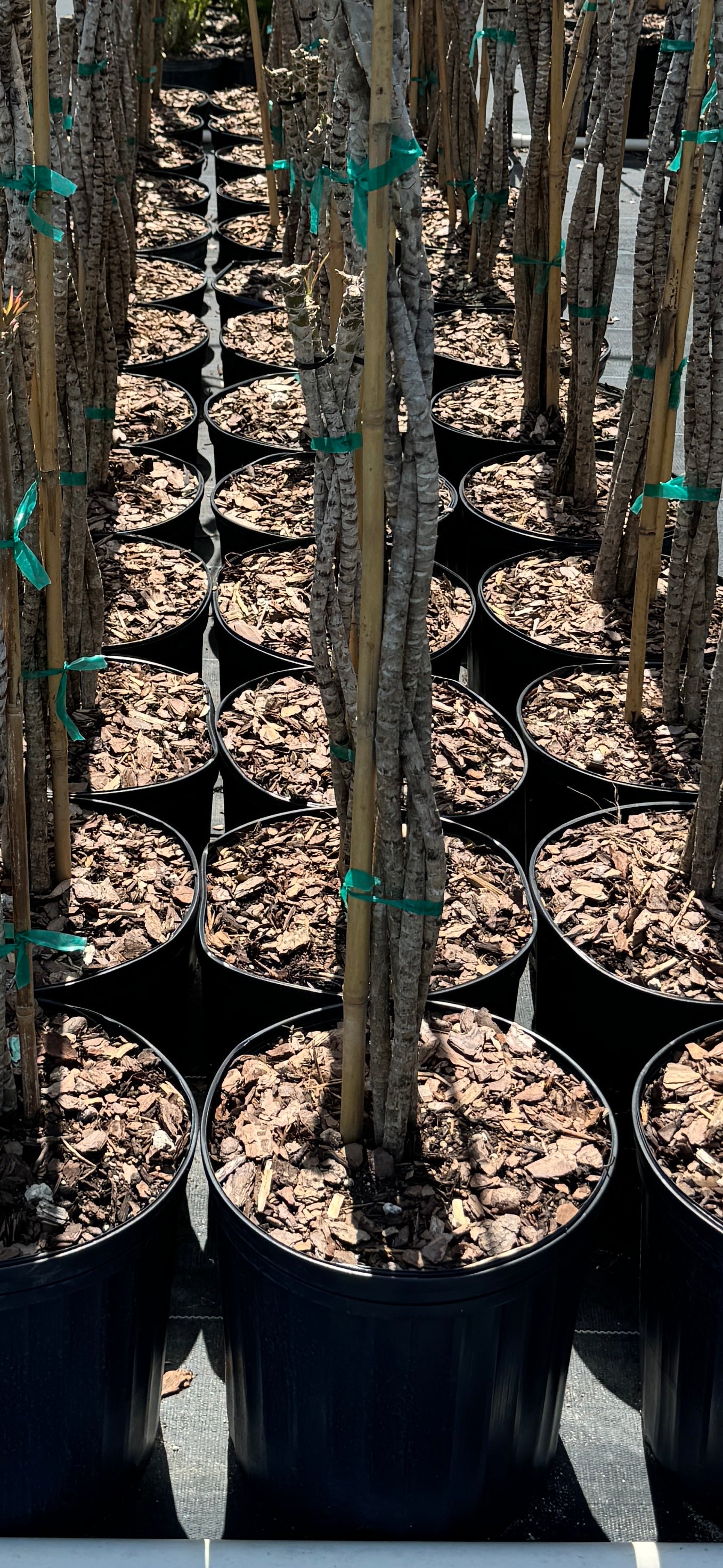 Dracaena Braided Trunk Bicolor, Dragon Tree