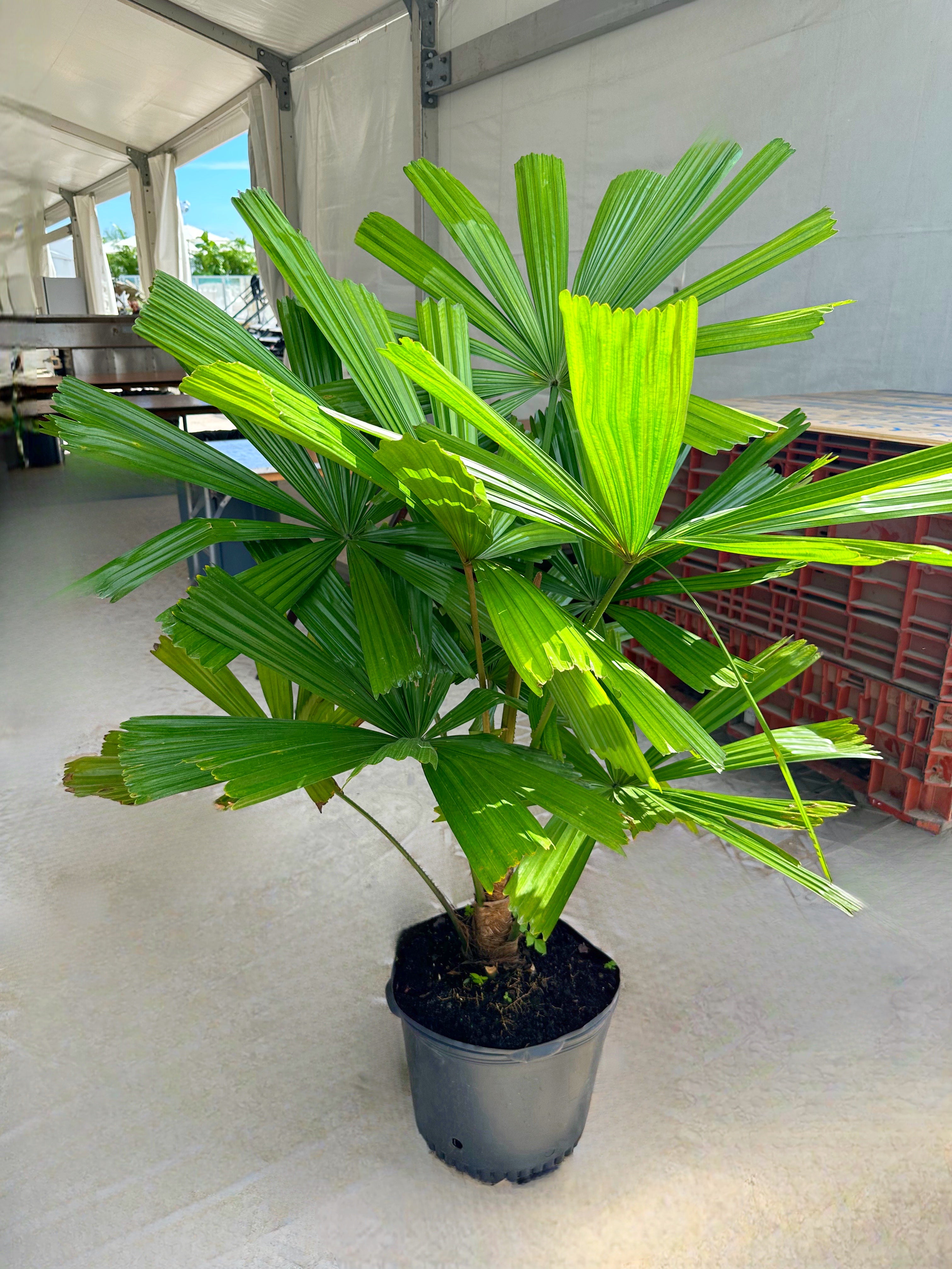 Licuala Ramsayii Palm Tree, Rare and Exotic