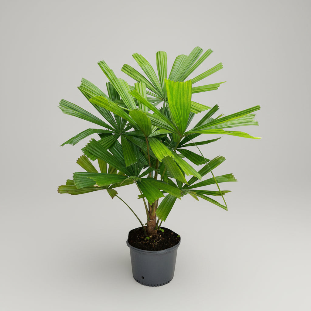Licuala Ramsayii Palm Tree, Split Leaves in a 7 gallon black grower pot situated on a concrete floor within a brightly lit greenhouse or nursery setting, featuring its characteristic spiky green stems and vibrant, uniquely pleated split fan leaves, ideal for adding a striking tropical texture and architectural silhouette to your shaded patio or indoor space.