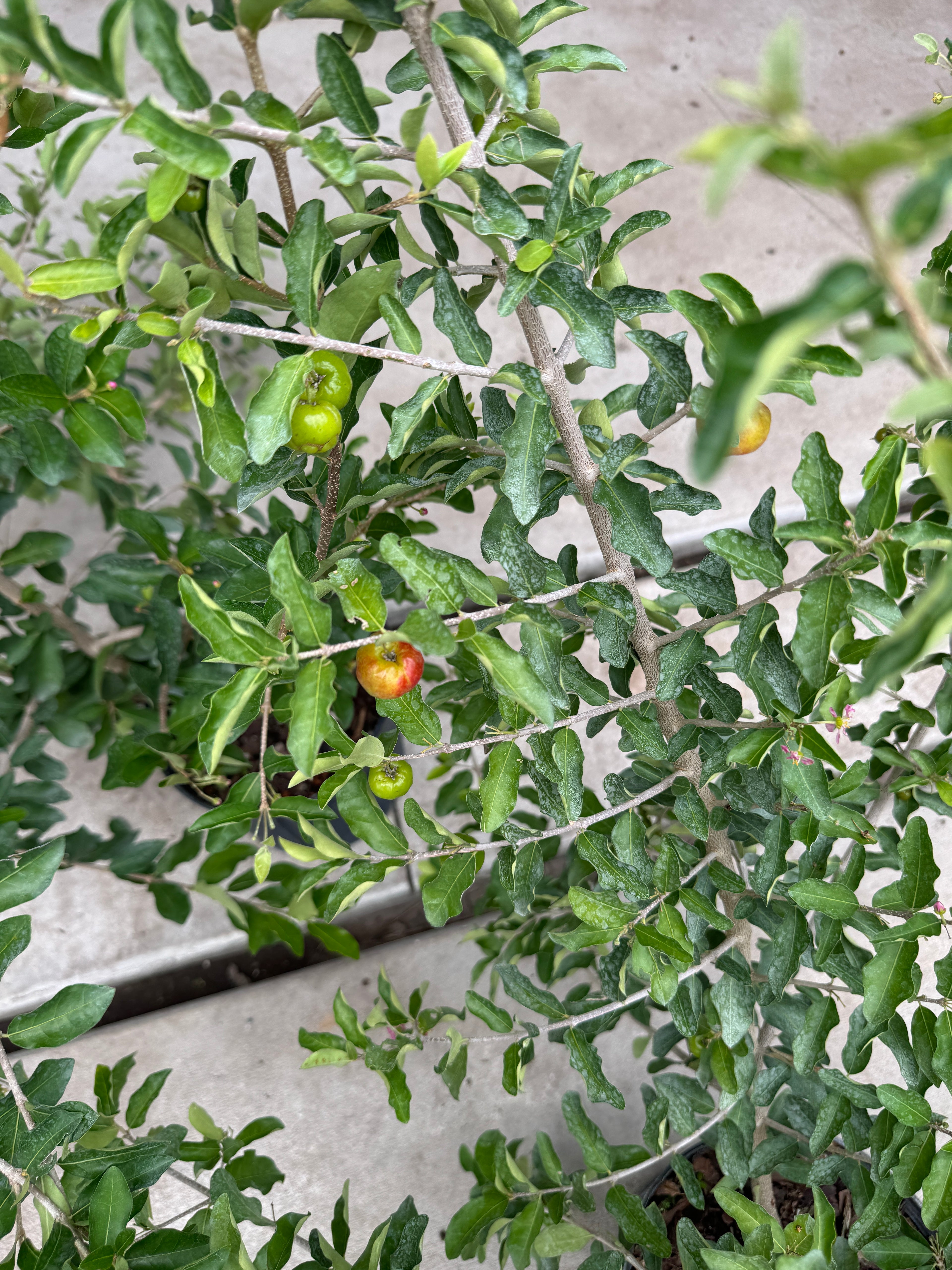 Strawberry Tree, Jamaican Cherry Fruit Tree
