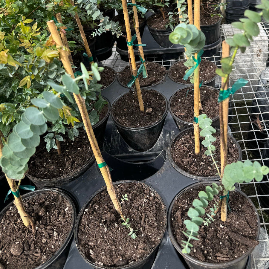 silver dollar eucalyptus in 1gal pot