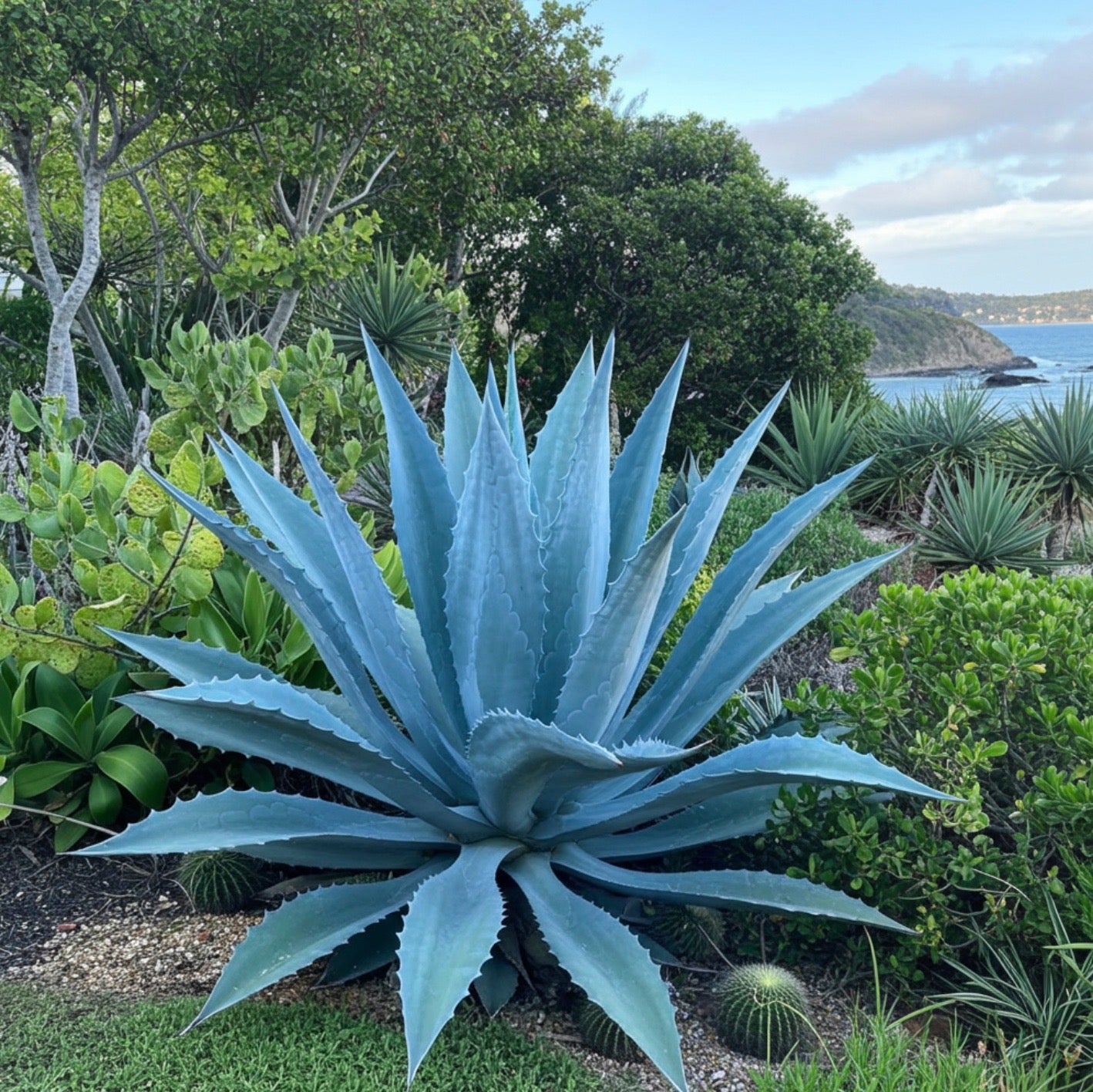Super Blue Agave Americana, Century Plant