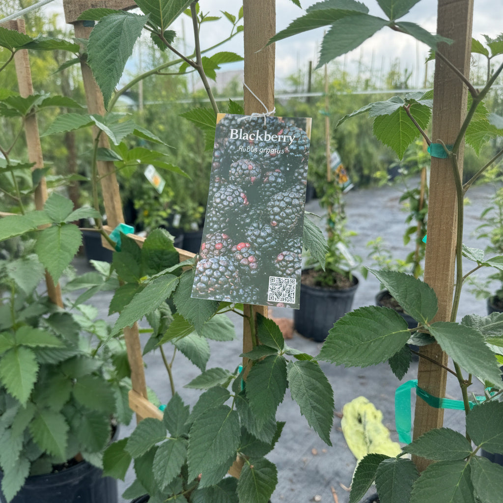 A Blackberry (Rubus glaucus) plant in a nursery pot with green leaves and a product tag
