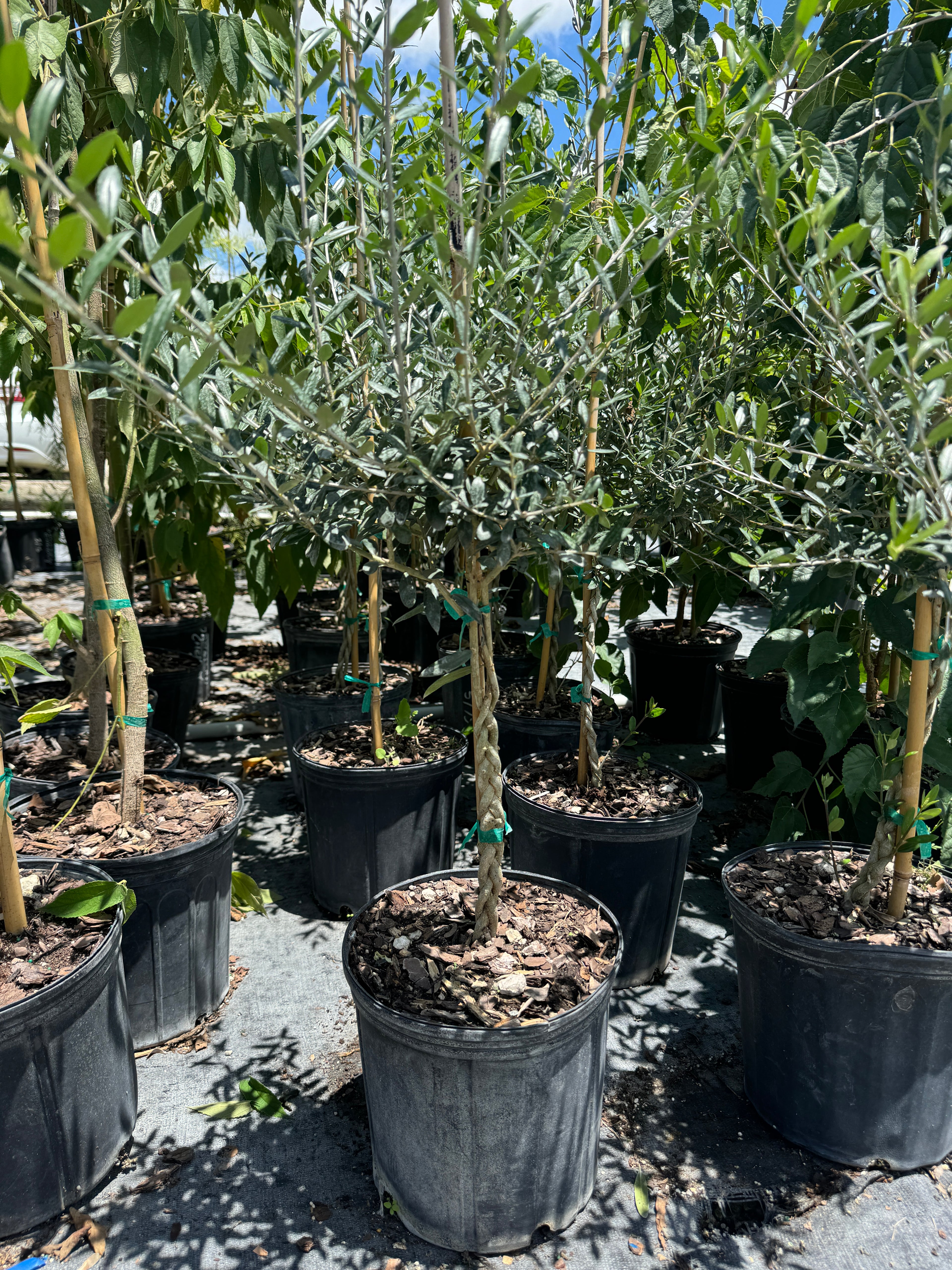 Braided Olive Tree Olea Europaea