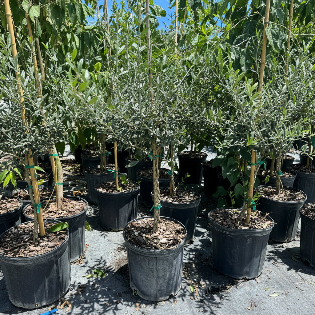 Braided Olive Tree Olea Europaea Potted tree in nursery 2gal