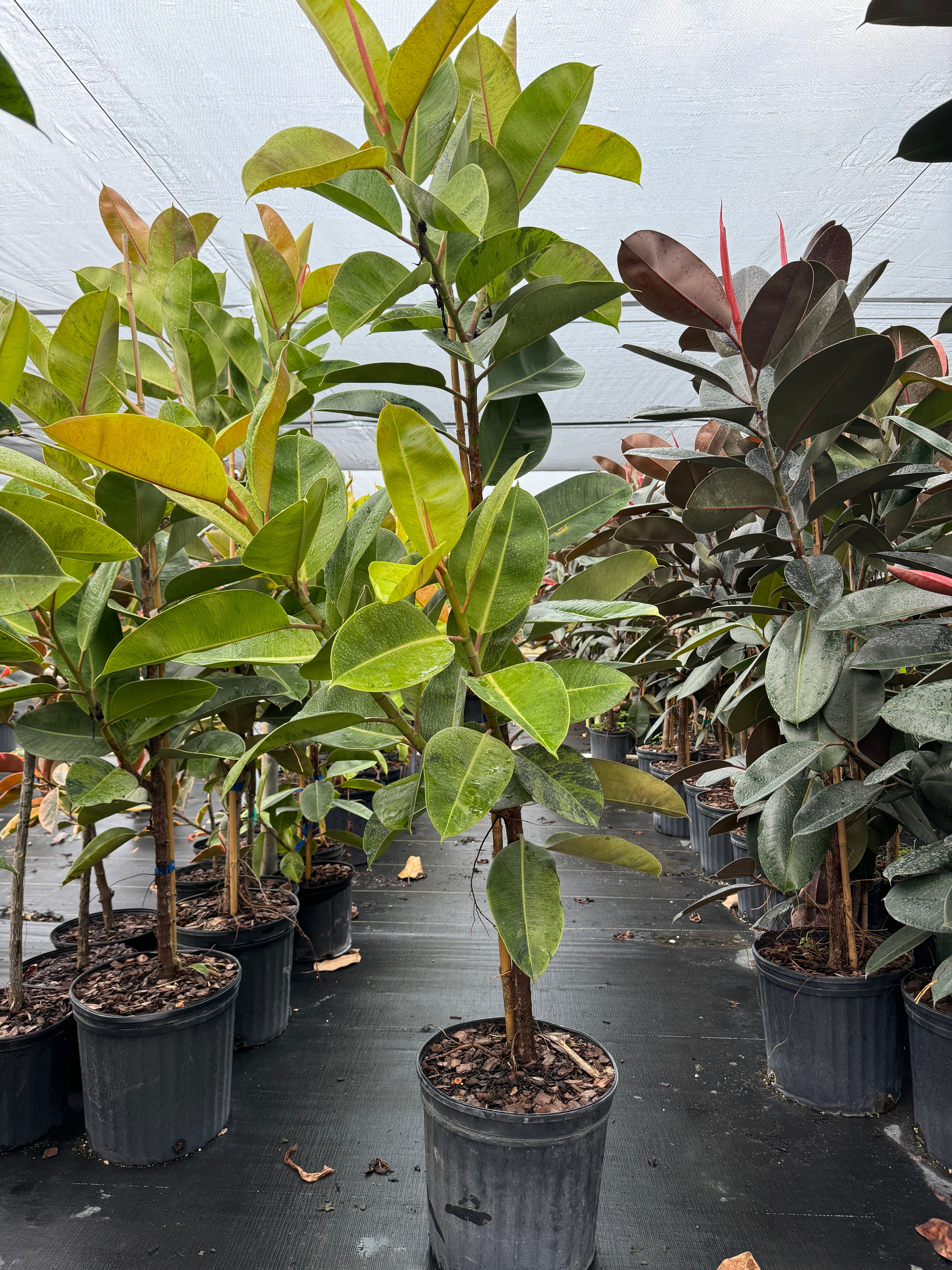 Ficus Shivereana Tree Form Single Stem, Moonshine Ficus