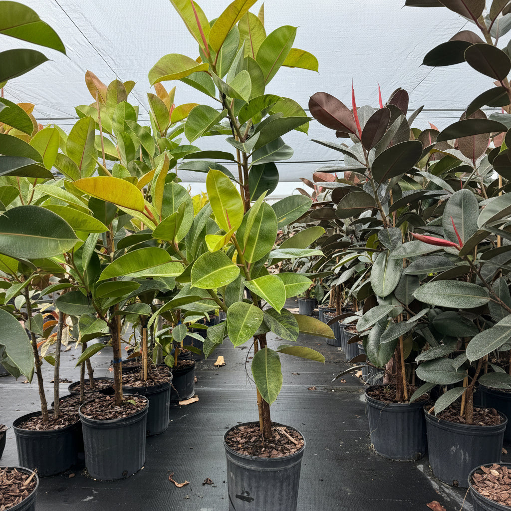 Ficus Shivereana Tree Form Single Stem, Moonshine Ficus in a black nursery pot, prominently featuring a clear single trunk and a canopy of beautiful light green, variegated foliage, standing on black landscaping fabric within a shaded outdoor nursery greenhouse setting, showcasing its striking colors and healthy growth.
