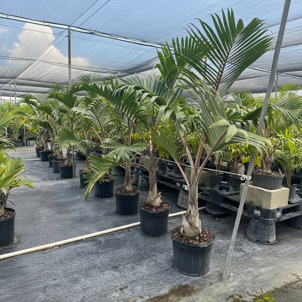 Bottle Palm, Colpothrinax wrightii in black grower pots lined up on black landscape fabric within a shade house nursery setting, featuring their distinctively swollen, bottle-shaped trunks and arching green fronds reaching up towards a shade cloth against a partly cloudy sky, ideal for adding a striking tropical silhouette to your landscape or garden.