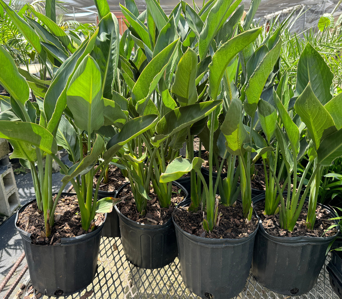 Orange bird of paradise Potted tropical plants with large green leaves in black plastic nursery pots, arranged on a greenhouse metal tray.