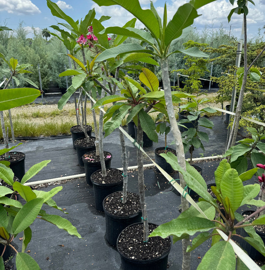 Young Plumeria Rubra Red Orchid Flowering Tree in a 7 gallon black nursery pot, featuring a thick, developing trunk and a canopy of elongated green leaves with emerging pinkish-red blooms, standing in a row within an outdoor nursery setting under a partly cloudy sky, showcasing its early growth and potential to become a spectacular tropical focal point.