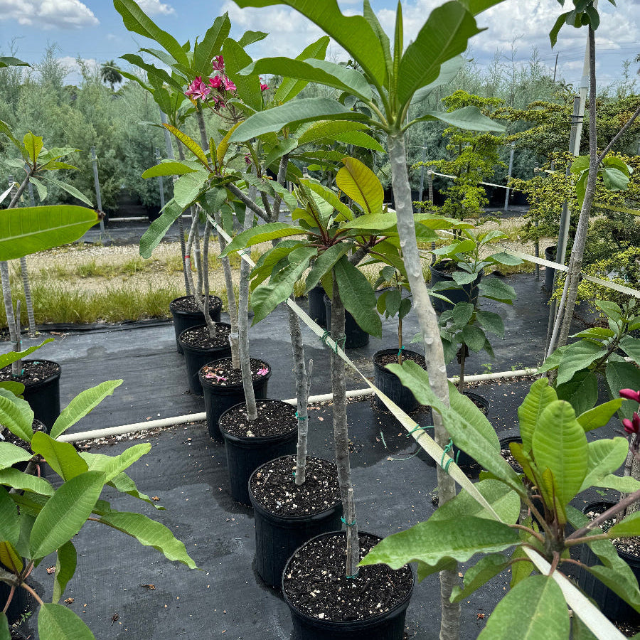 Young Plumeria Rubra Red Orchid Flowering Tree in a 7 gallon black nursery pot, featuring a thick, developing trunk and a canopy of elongated green leaves with emerging pinkish-red blooms, standing in a row within an outdoor nursery setting under a partly cloudy sky, showcasing its early growth and potential to become a spectacular tropical focal point.