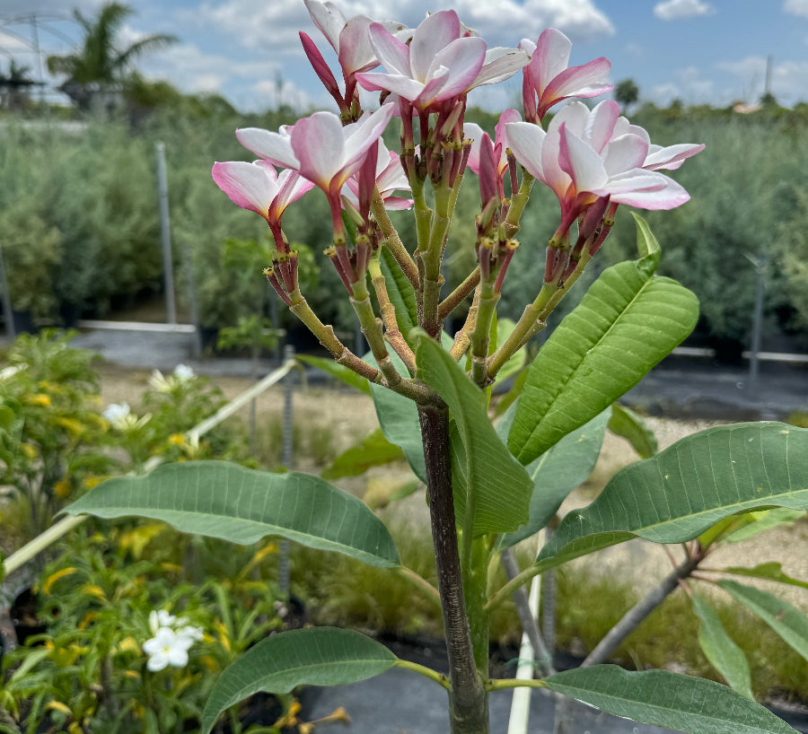 A close-up image of pink Plumeria Frangipani Obtusa flowers with yellow centers, showcasing their orchid-like appearance.