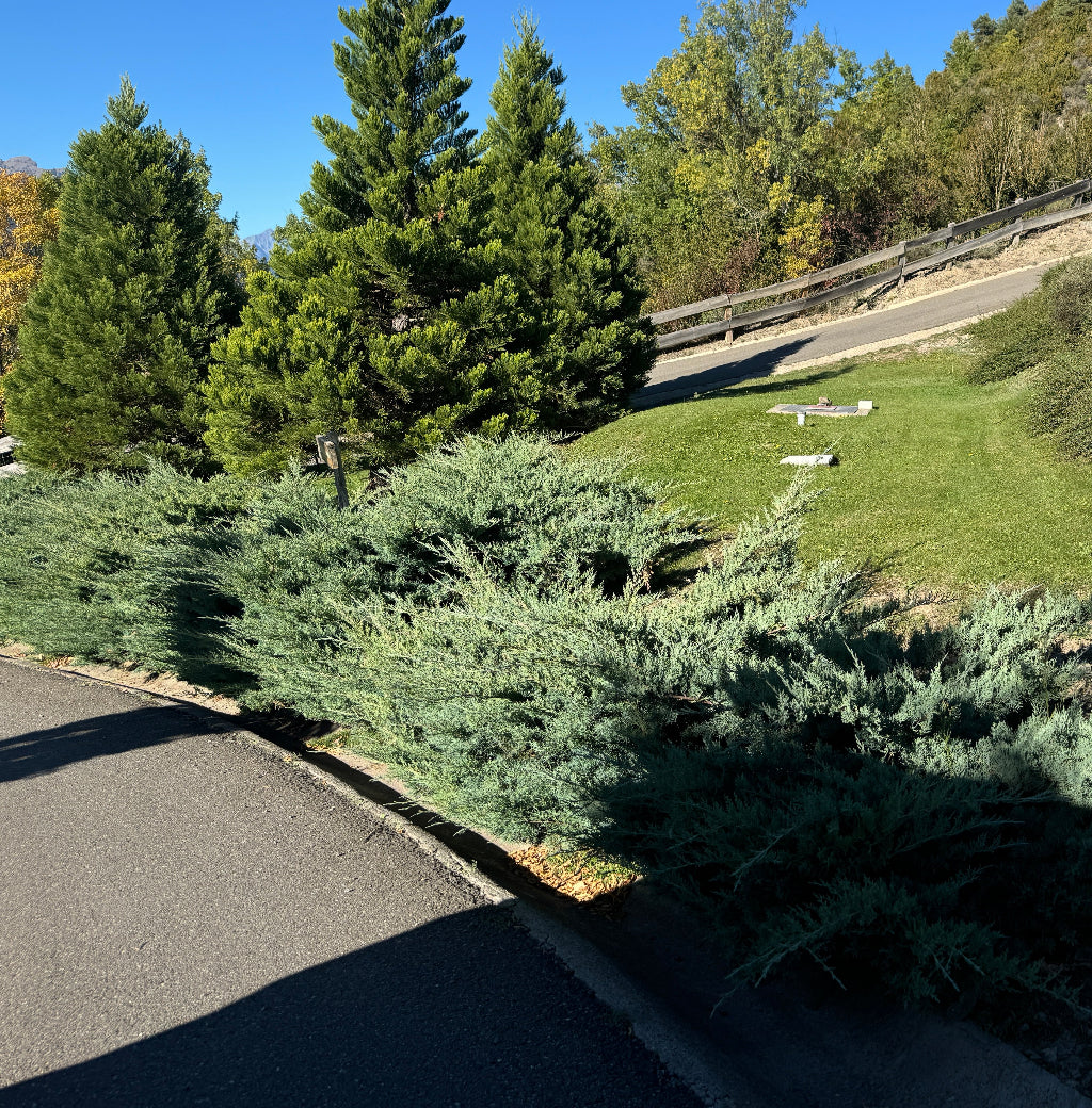 Green juniper shrubs along a paved path with trees in the background