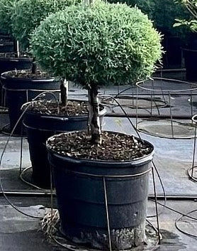 Topiary 1-Ball Carolina Sapphire Tree Form Potted tree in a greenhouse setting nursery container 5gal