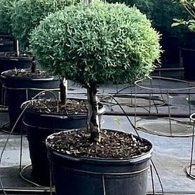 Topiary 1-Ball Carolina Sapphire Tree Form Potted tree in a greenhouse setting nursery container 5gal