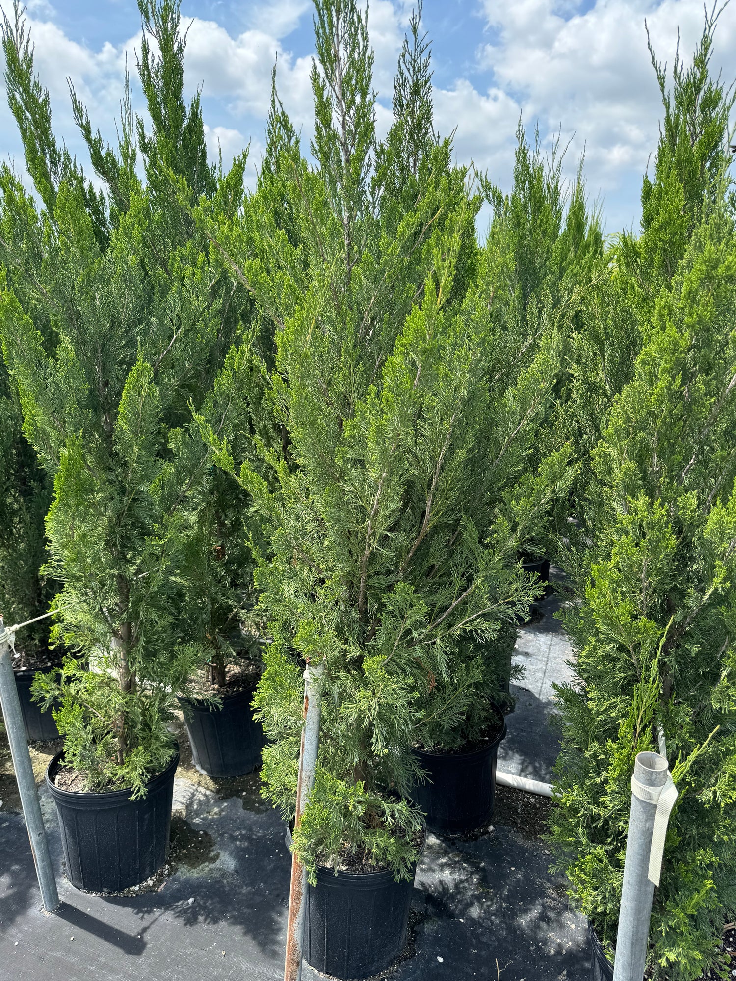 Spartan Juniper Tree, Juniperus chinensis