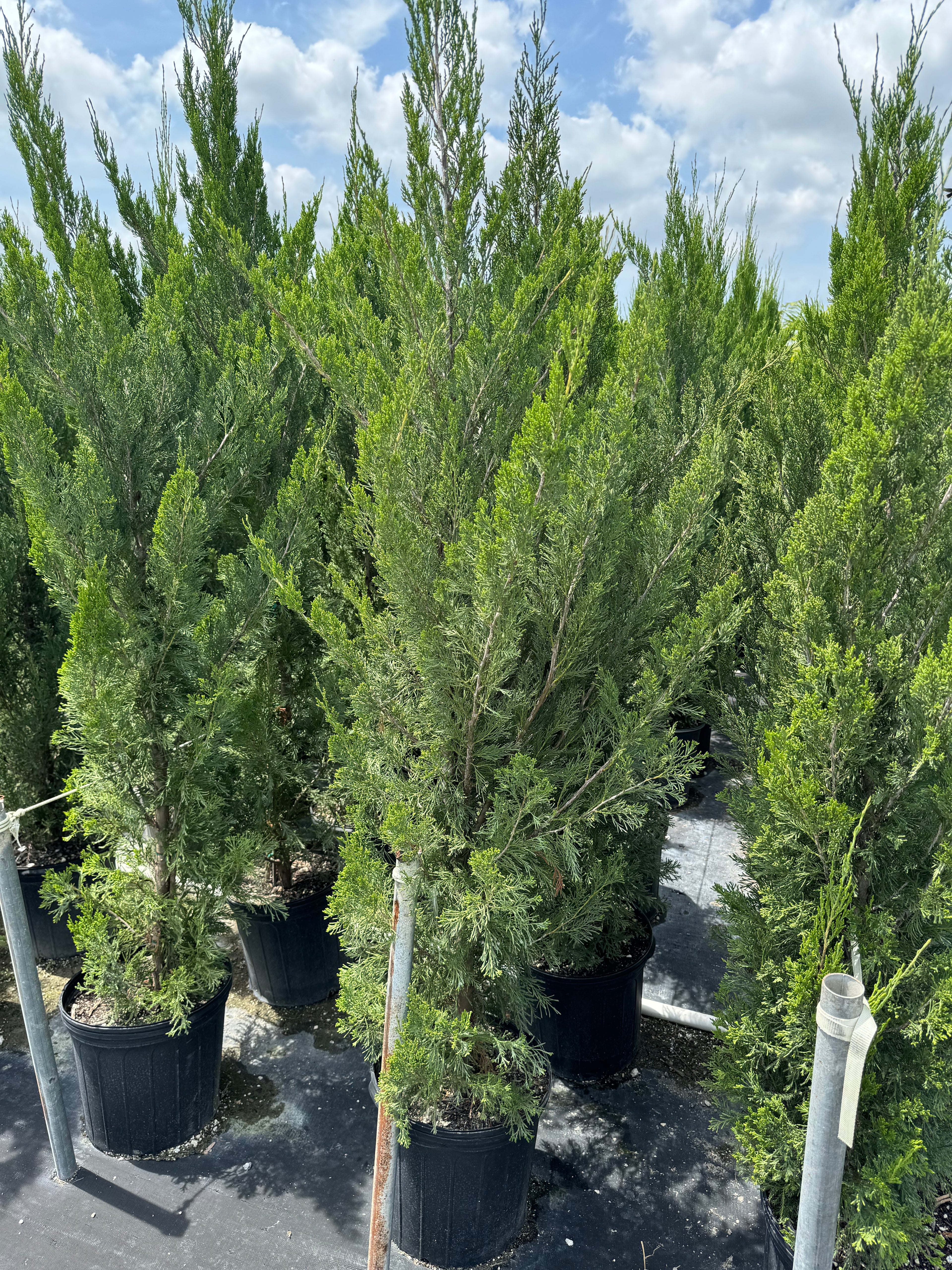 Spartan Juniper Tree, Juniperus chinensis
