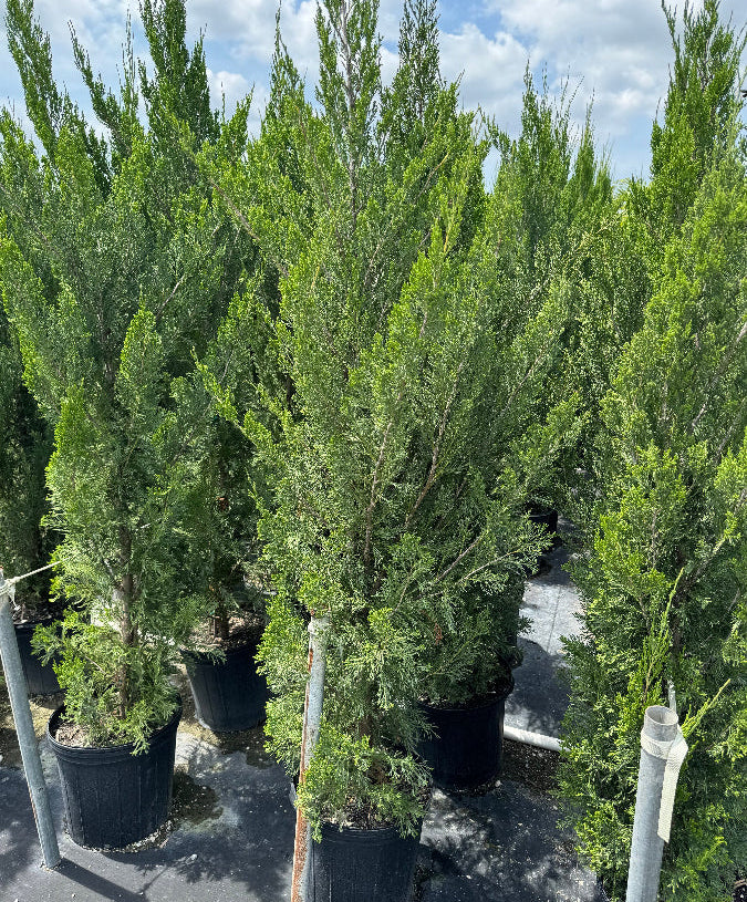 Spartan Juniper Tree, Juniperus chinensis Located at nursery in 2gal Pot