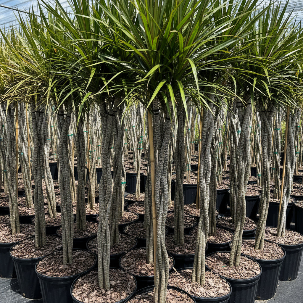 Braided Dracaena Dragon Tree nursery pot 5gal Row of potted plants