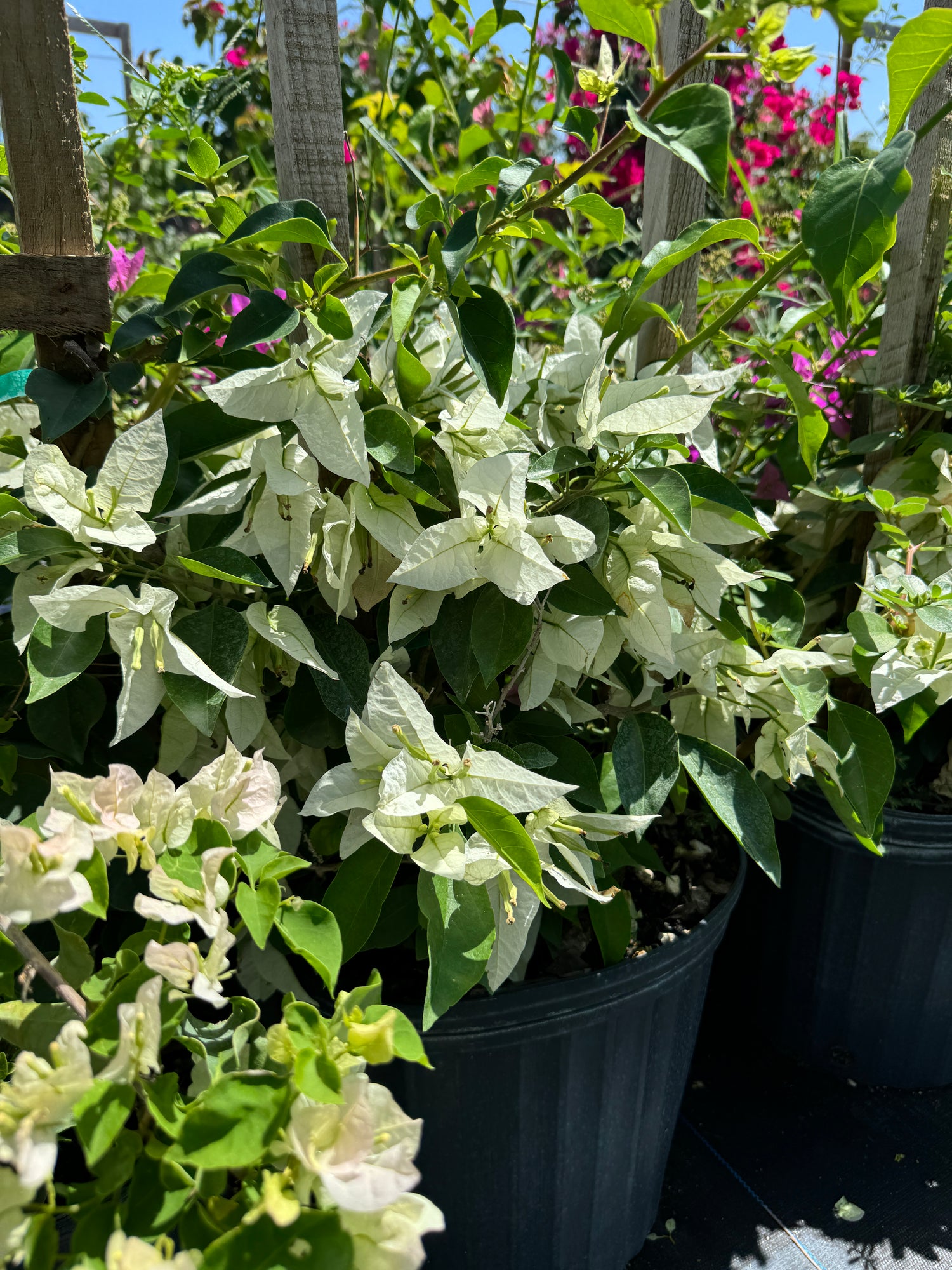 Bougainvillea White Flower Bush Form, Flowering Tree