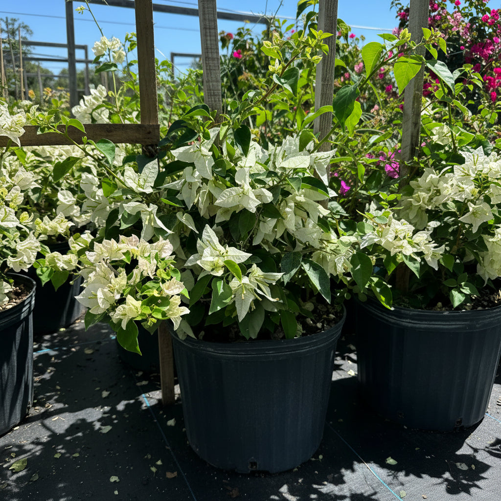 Bougainvillea White Flower Bush Form, &