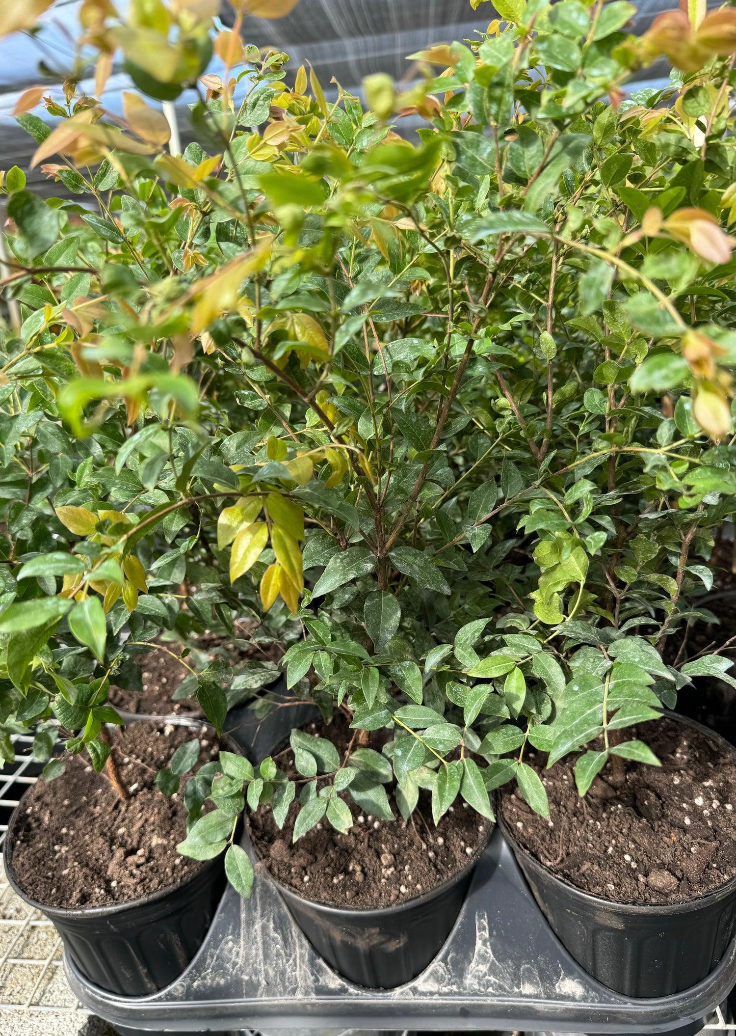 Brazilian Grape Fruit Tree, Cauliflora Jaboticaba