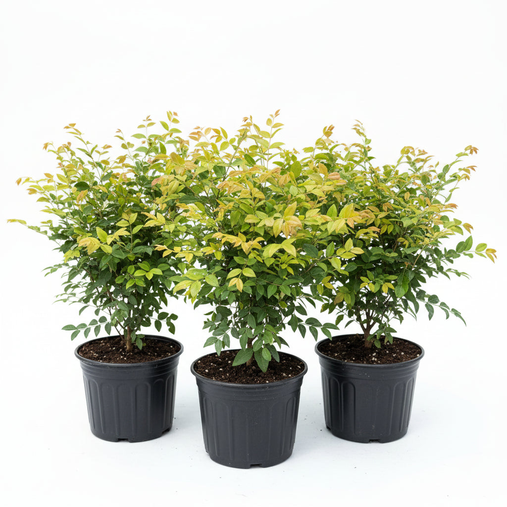 Brazilian Grape Fruit Tree, Cauliflora Jaboticaba in a tray all in 6in plant
