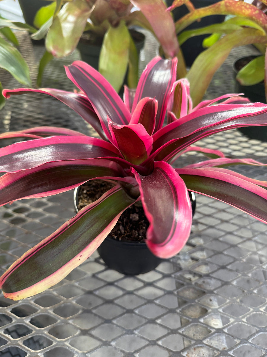 Close up of Bromeliad Neoregelia Matilde foliage.