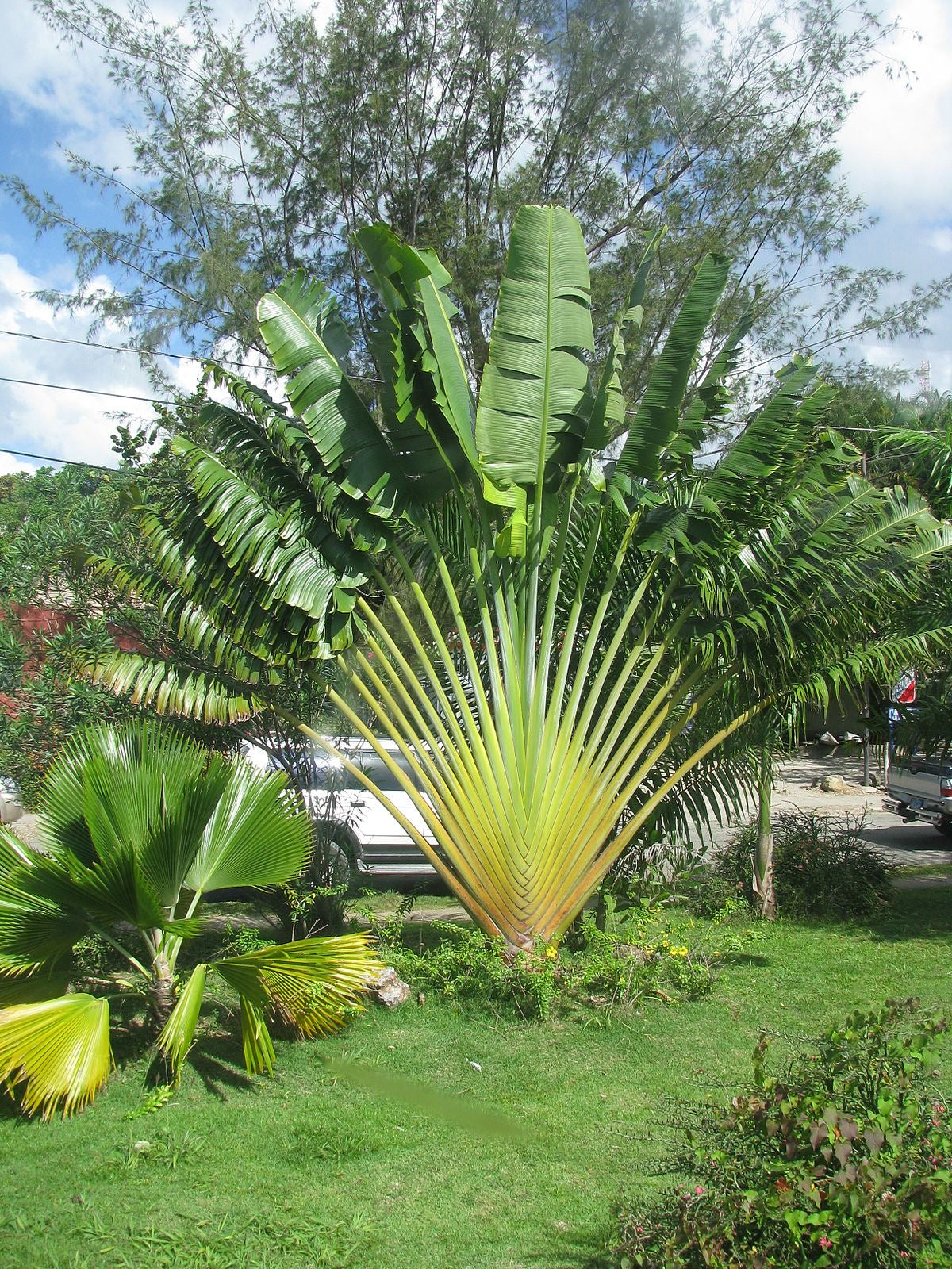 traveling palm plant Travelers Palm Tree, Ravenala Madagascariensis